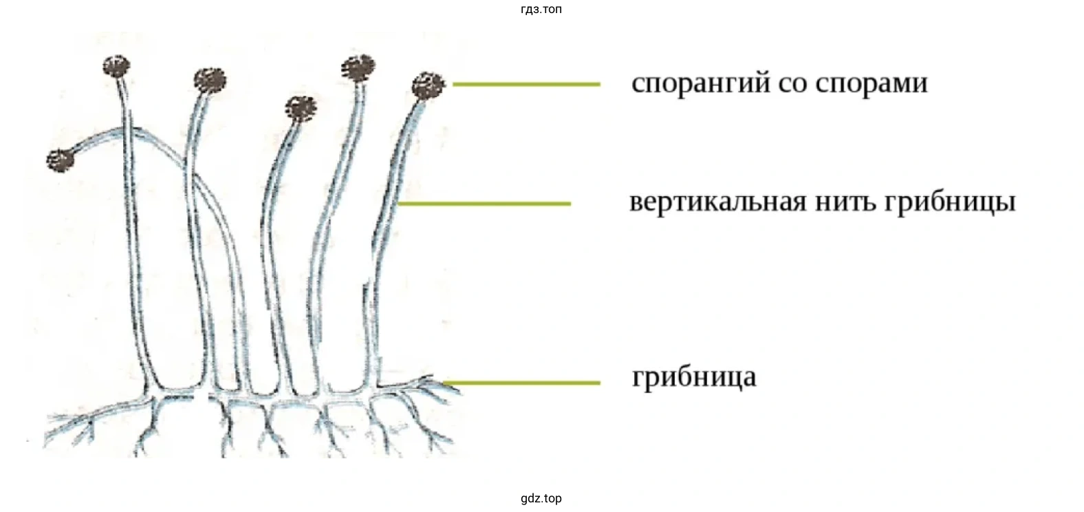 Рисунок 1. Строение гриба мукора