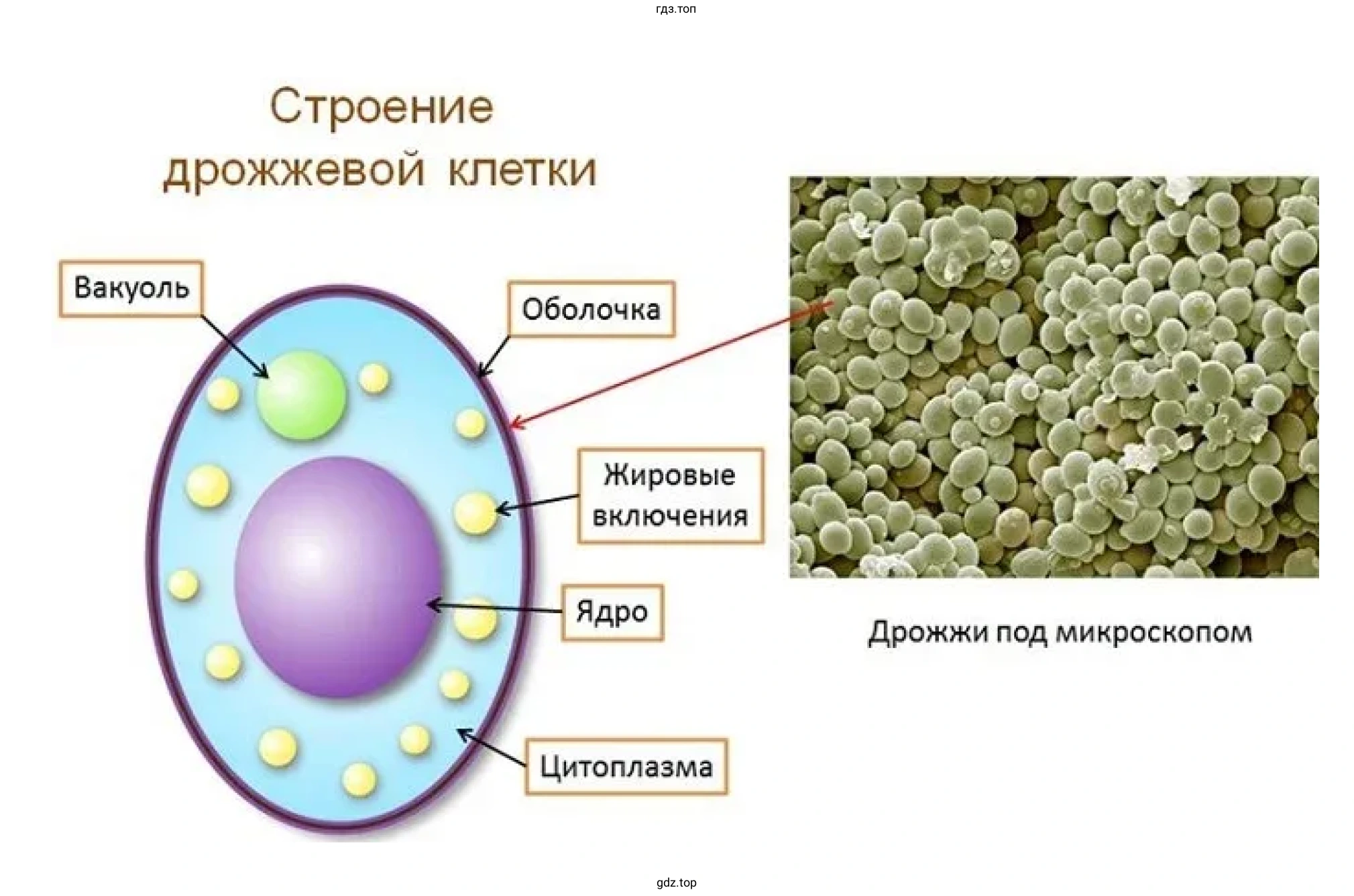 Рисунок 3. Клетка дрожжей