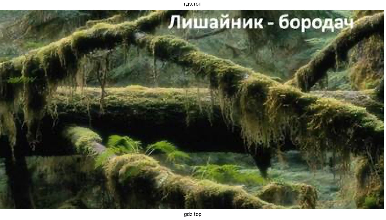 Рисунок 1. Лишайник бородач