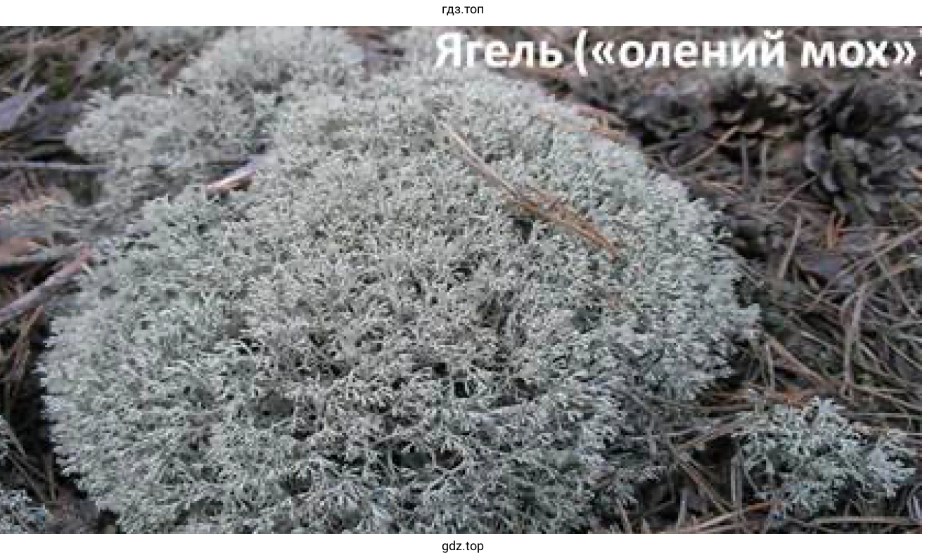 Рисунок 2. Ягель (олений мох)