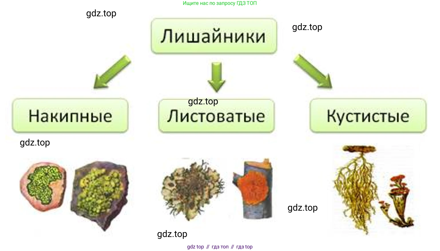 Схема. Виды лишайников