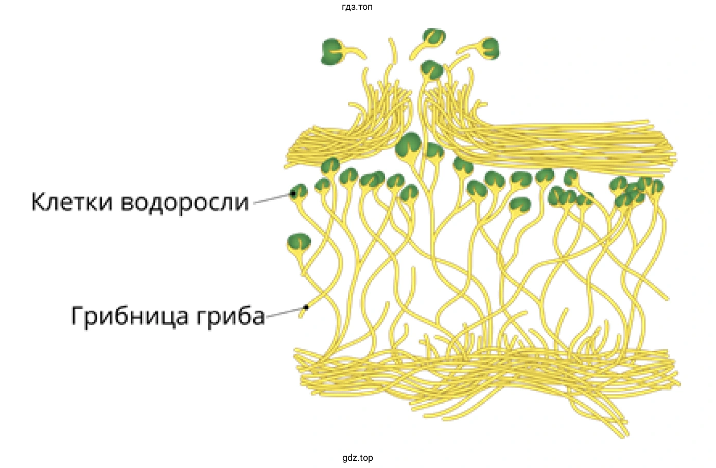 Строение лишайника