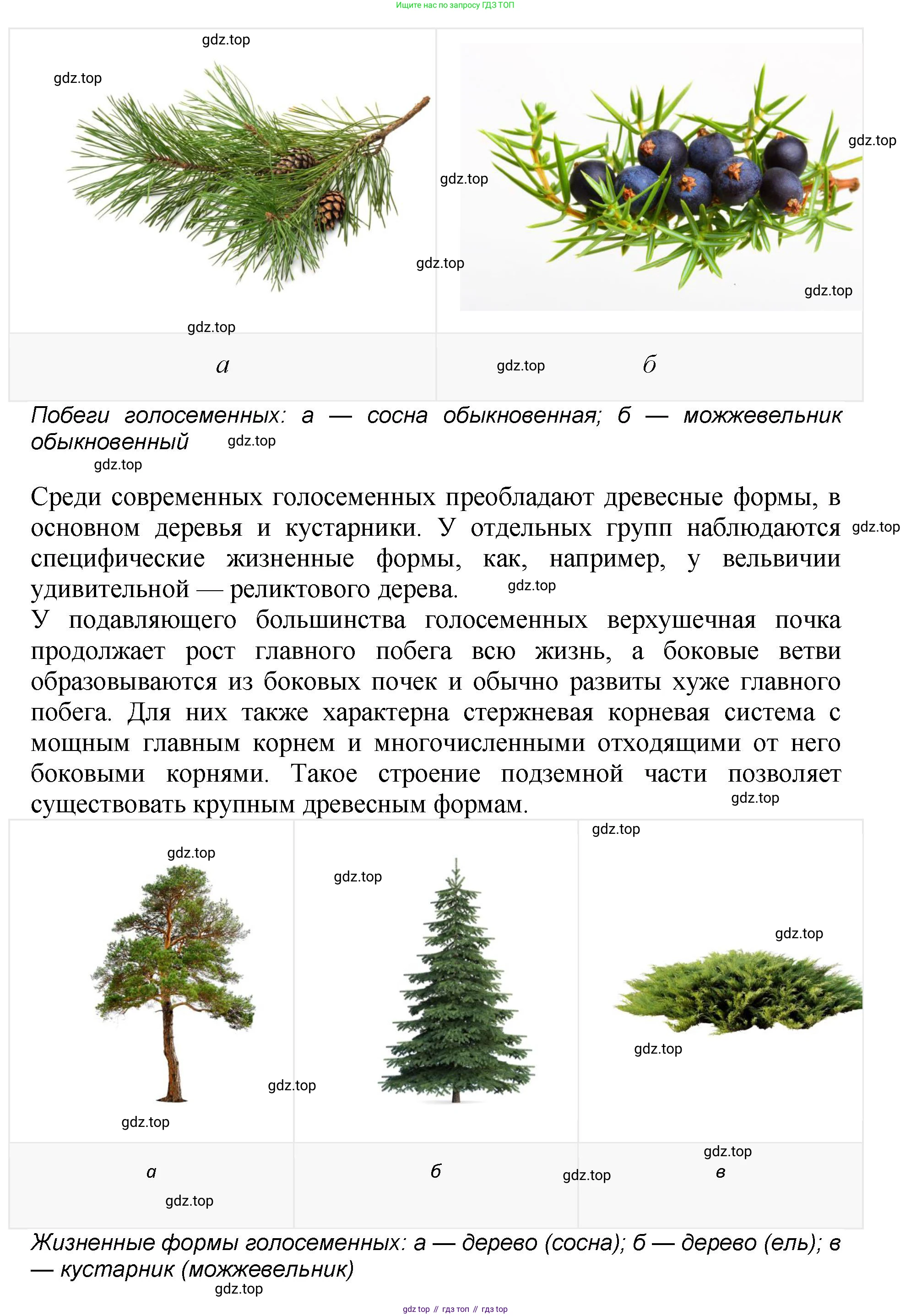 Биология, 7 класс Учебник, авторы: Пасечник Владимир Васильевич, Суматохин Сергей Витальевич, Гапонюк Зоя Георгиевна, Швецов Глеб Геннадьевич, издательство Просвещение, Москва, 2023, бирюзового цвета, страница 62, номер 3, Решение 2 (продолжение 2)