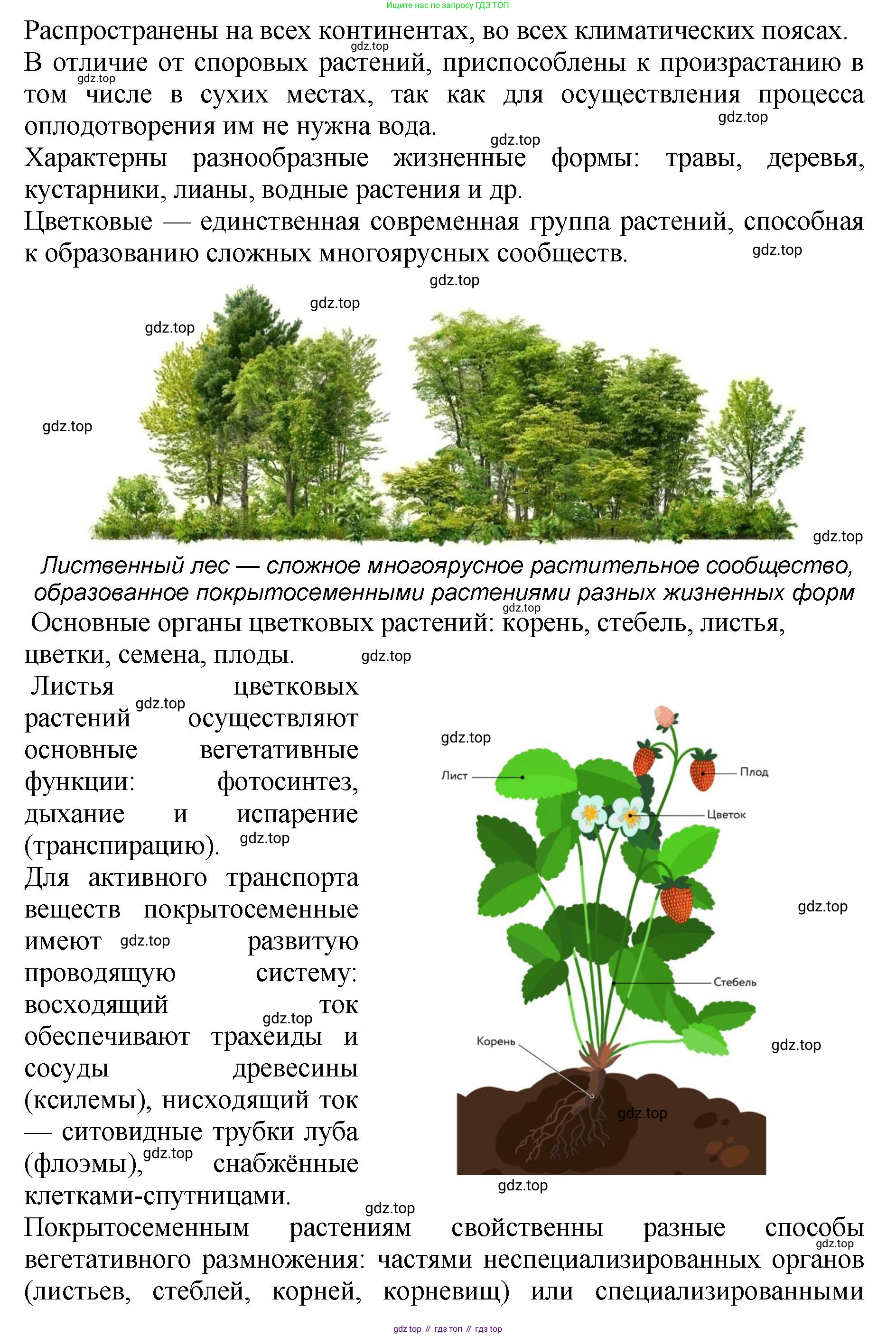 ГДЗ Биология, 7 класс Учебник, авторы: Пасечник Владимир Васильевич, Суматохин Сергей Витальевич, Гапонюк Зоя Георгиевна, Швецов Глеб Геннадьевич, издательство Просвещение, Москва, 2023, бирюзового цвета, страница 62, номер 4, Решение 2 (продолжение 2)