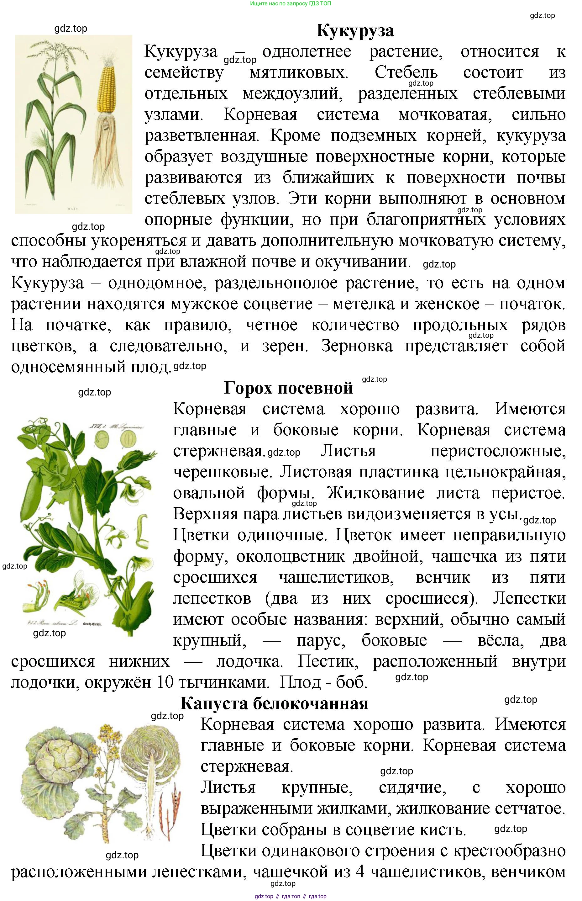 Биология, 7 класс Учебник, авторы: Пасечник Владимир Васильевич, Суматохин Сергей Витальевич, Гапонюк Зоя Георгиевна, Швецов Глеб Геннадьевич, издательство Просвещение, Москва, 2023, бирюзового цвета, страница 95, Решение 2 (продолжение 2)