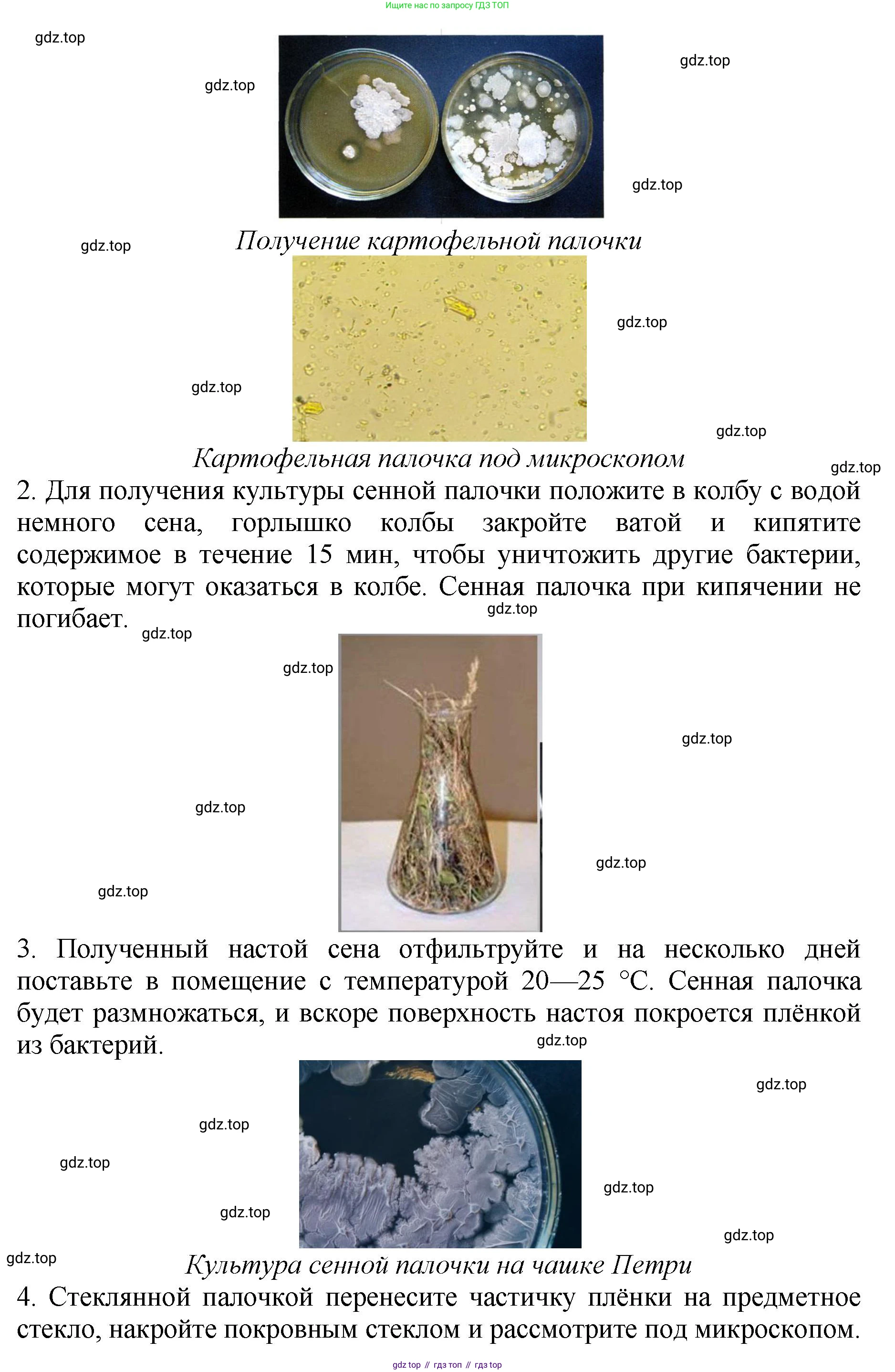 ГДЗ Биология, 7 класс Учебник, авторы: Пасечник Владимир Васильевич, Суматохин Сергей Витальевич, Гапонюк Зоя Георгиевна, Швецов Глеб Геннадьевич, издательство Просвещение, Москва, 2023, бирюзового цвета, страница 131, Решение 2 (продолжение 2)