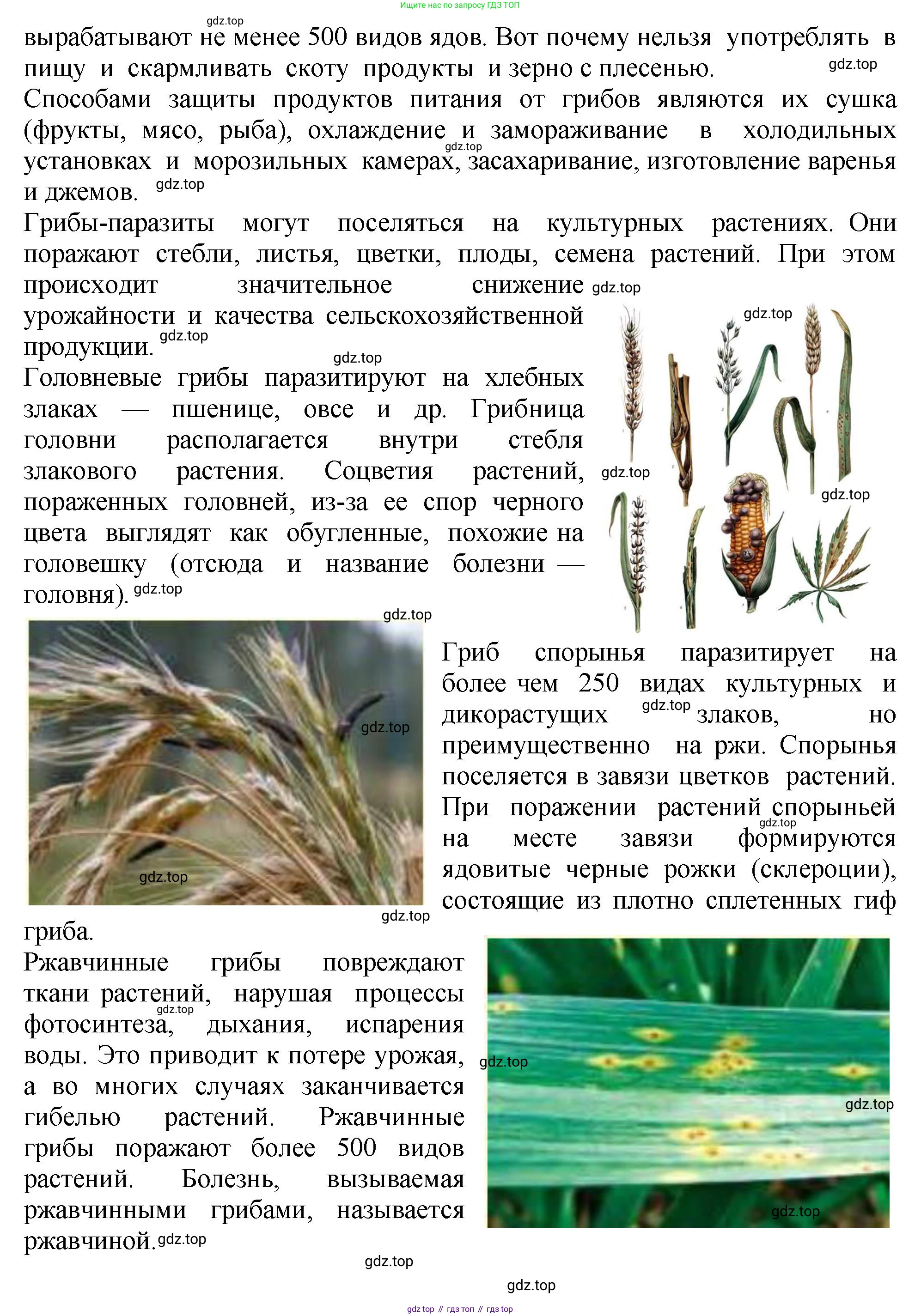 Биология, 7 класс Учебник, авторы: Пасечник Владимир Васильевич, Суматохин Сергей Витальевич, Гапонюк Зоя Георгиевна, Швецов Глеб Геннадьевич, издательство Просвещение, Москва, 2023, бирюзового цвета, страница 146, Решение 2 (продолжение 3)