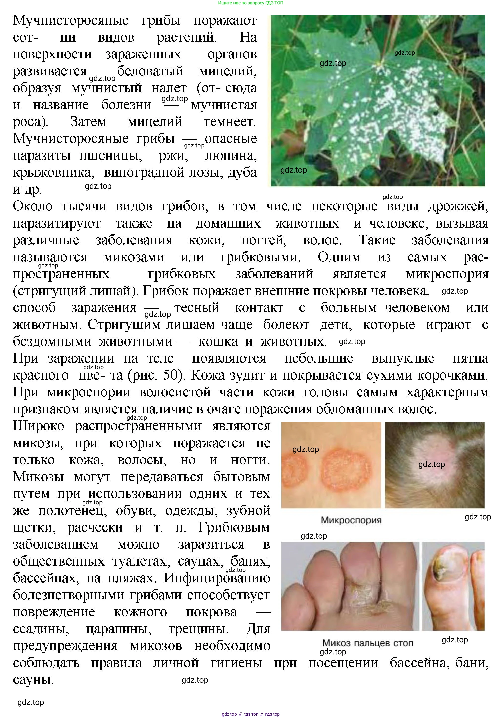 Биология, 7 класс Учебник, авторы: Пасечник Владимир Васильевич, Суматохин Сергей Витальевич, Гапонюк Зоя Георгиевна, Швецов Глеб Геннадьевич, издательство Просвещение, Москва, 2023, бирюзового цвета, страница 146, Решение 2 (продолжение 4)
