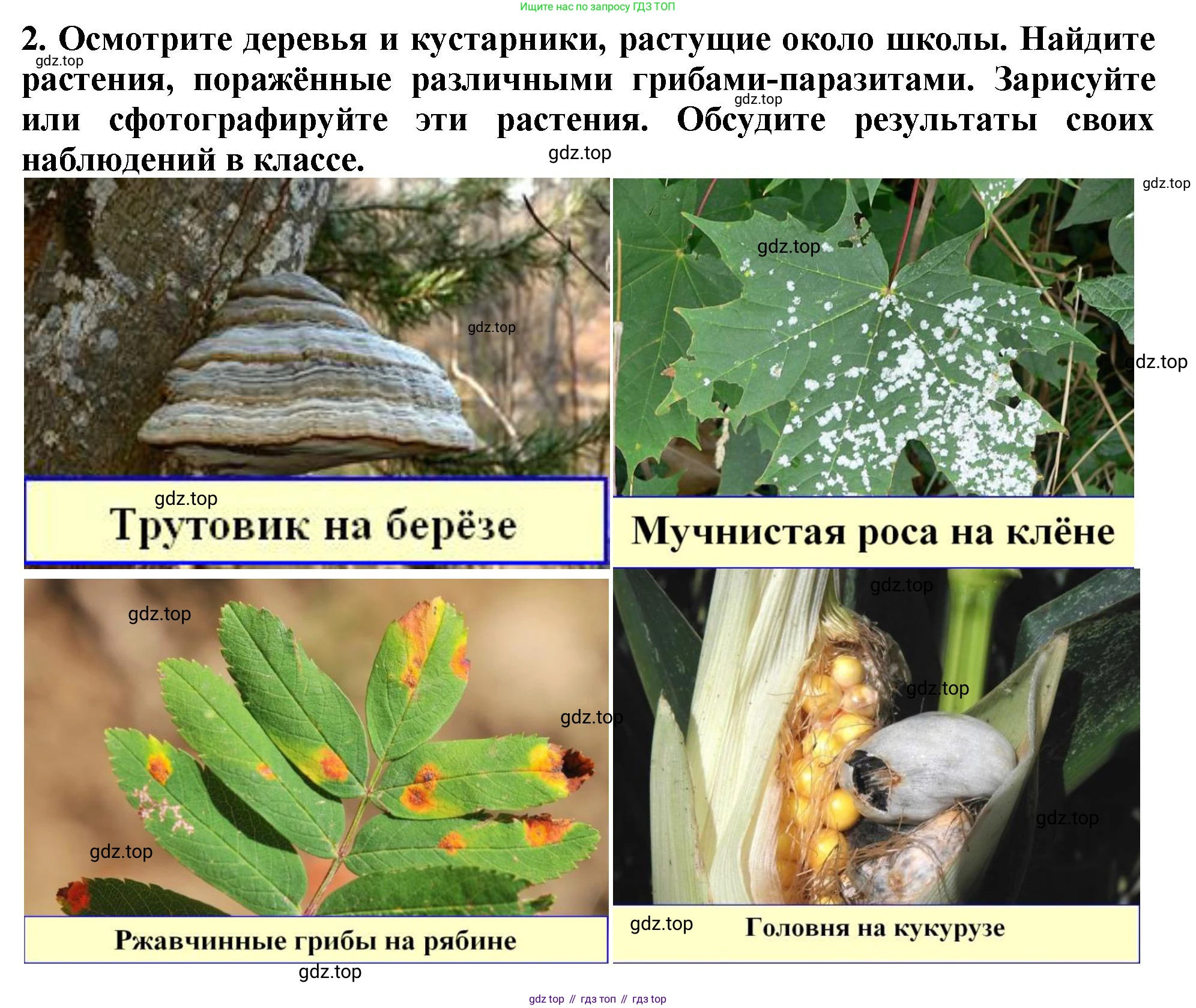 Биология, 7 класс Учебник, авторы: Пасечник Владимир Васильевич, Суматохин Сергей Витальевич, Гапонюк Зоя Георгиевна, Швецов Глеб Геннадьевич, издательство Просвещение, Москва, 2023, бирюзового цвета, страница 165, Решение 2 (продолжение 4)