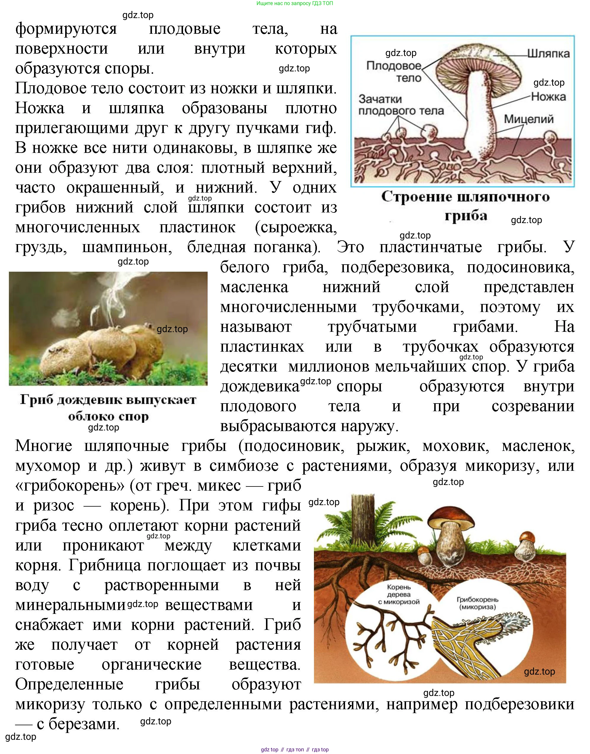 Биология, 7 класс Учебник, авторы: Пасечник Владимир Васильевич, Суматохин Сергей Витальевич, Гапонюк Зоя Георгиевна, Швецов Глеб Геннадьевич, издательство Просвещение, Москва, 2023, бирюзового цвета, страница 172, номер 1, Решение 2 (продолжение 2)