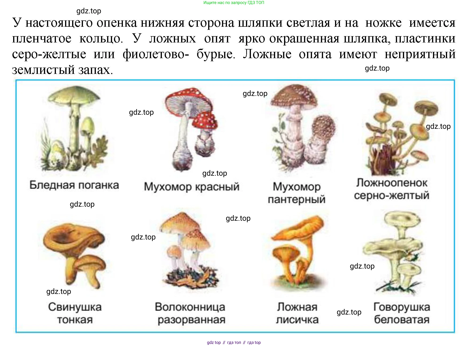 Биология, 7 класс Учебник, авторы: Пасечник Владимир Васильевич, Суматохин Сергей Витальевич, Гапонюк Зоя Георгиевна, Швецов Глеб Геннадьевич, издательство Просвещение, Москва, 2023, бирюзового цвета, страница 172, номер 4, Решение 2 (продолжение 2)
