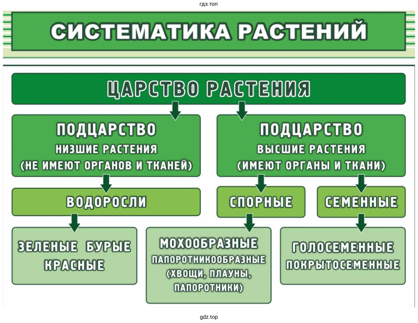 Выразить основную информацию параграфа в виде краткой записи или схемы. Систематика растений.