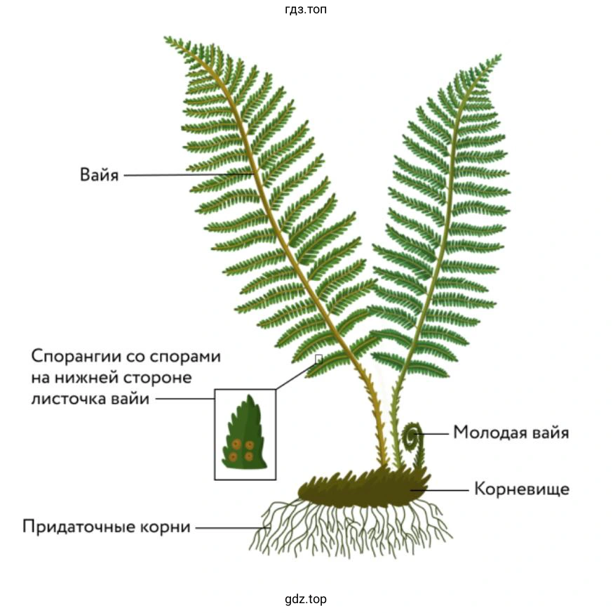 Папоротники или мхи – имеют более сложное строение?