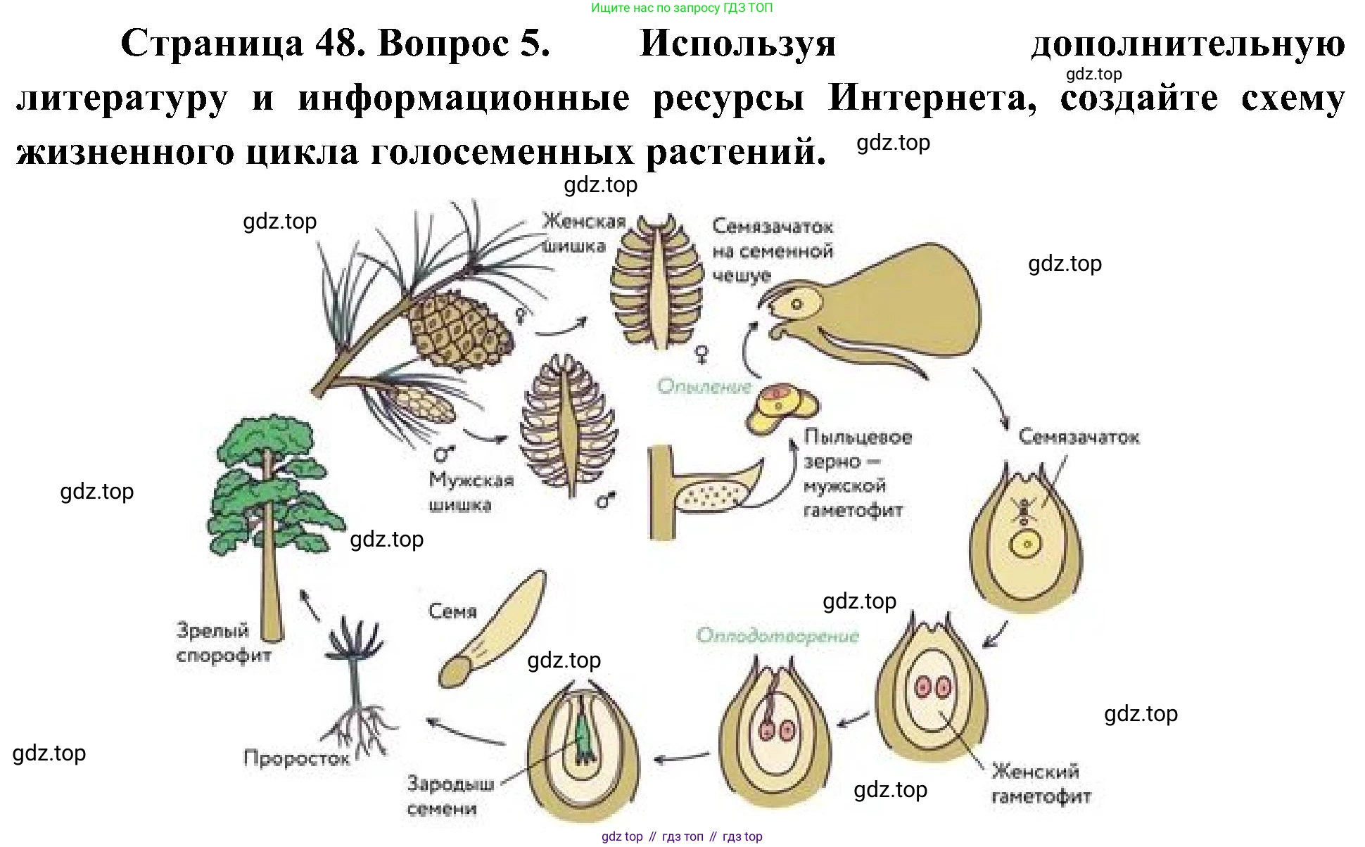 ГДЗ Биология, 7 класс Учебник, авторы: Пономарева Ирма Николаевна, Корнилова Ольга Анатольевна, издательство Просвещение, Москва, 2023, зелёного цвета, страница 48, номер 5, Решение