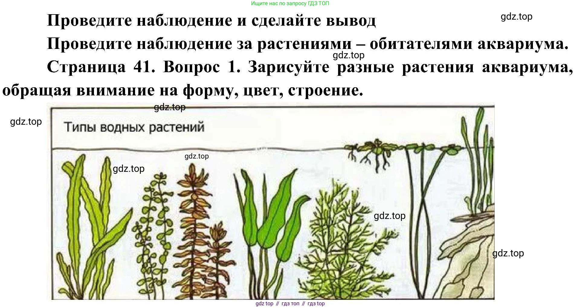 ГДЗ Биология, 7 класс Учебник, авторы: Пономарева Ирма Николаевна, Корнилова Ольга Анатольевна, издательство Просвещение, Москва, 2023, зелёного цвета, страница 41, номер 1, Решение