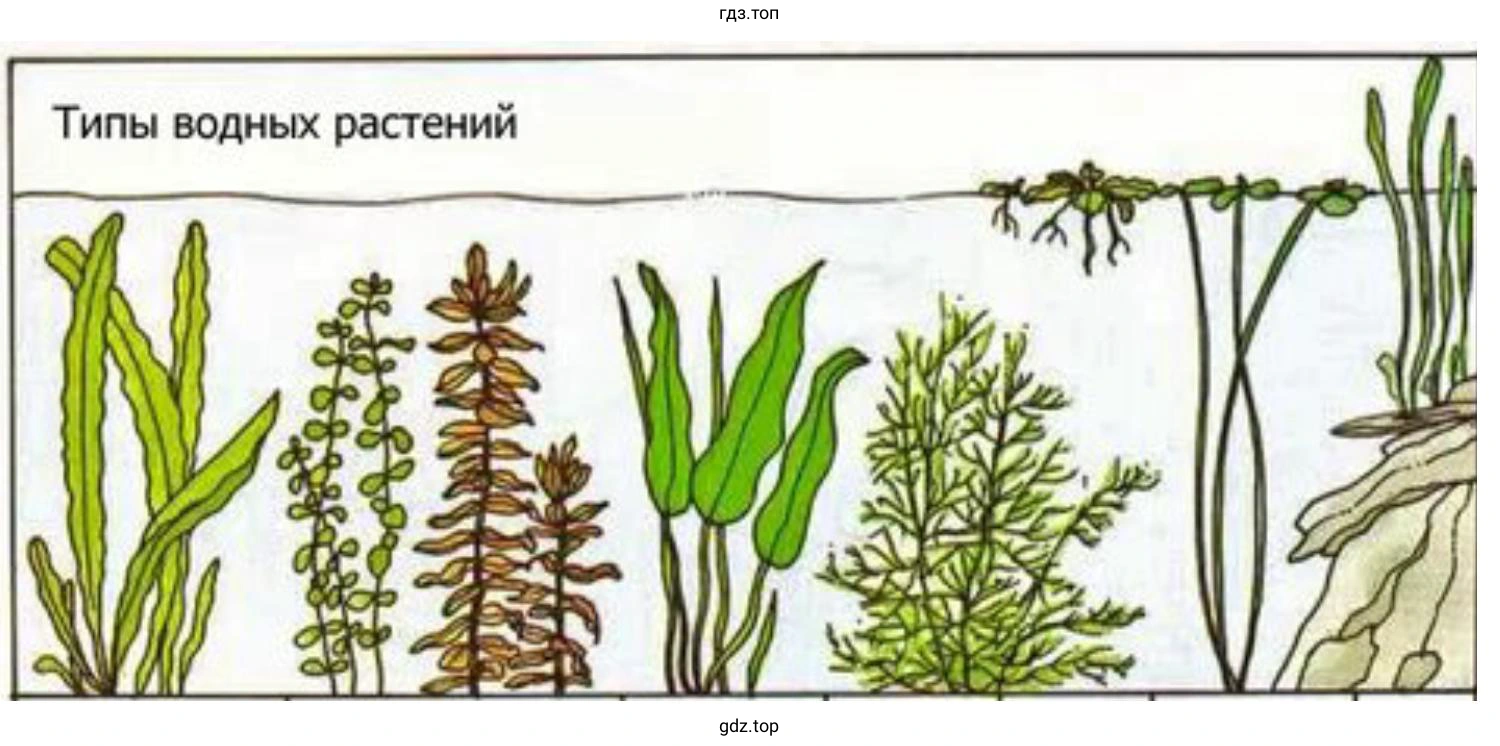 Наблюдение за растениями – обитателями аквариума