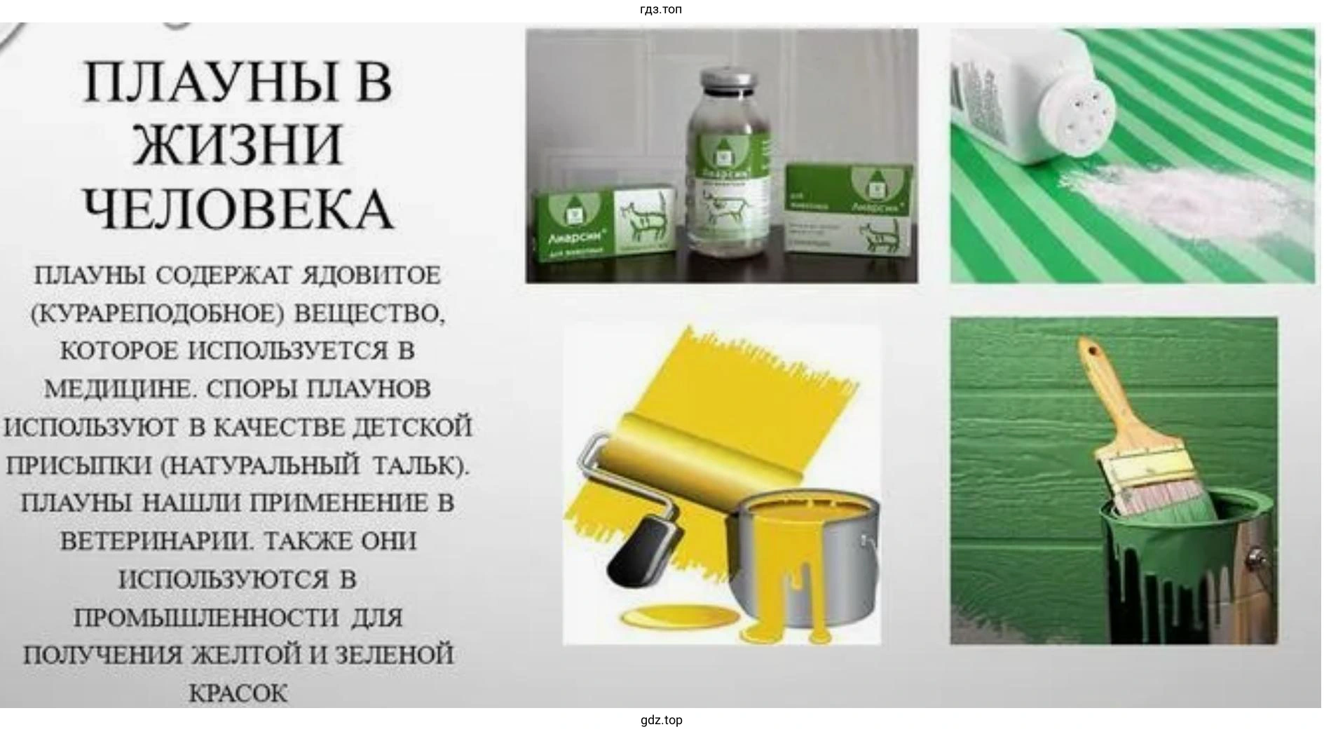 Проект на тему «Значение плаунов в нашей жизни»