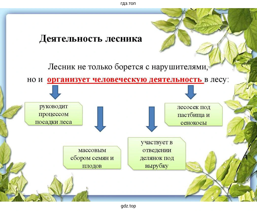 Схема, какие виды выполняет лесовод