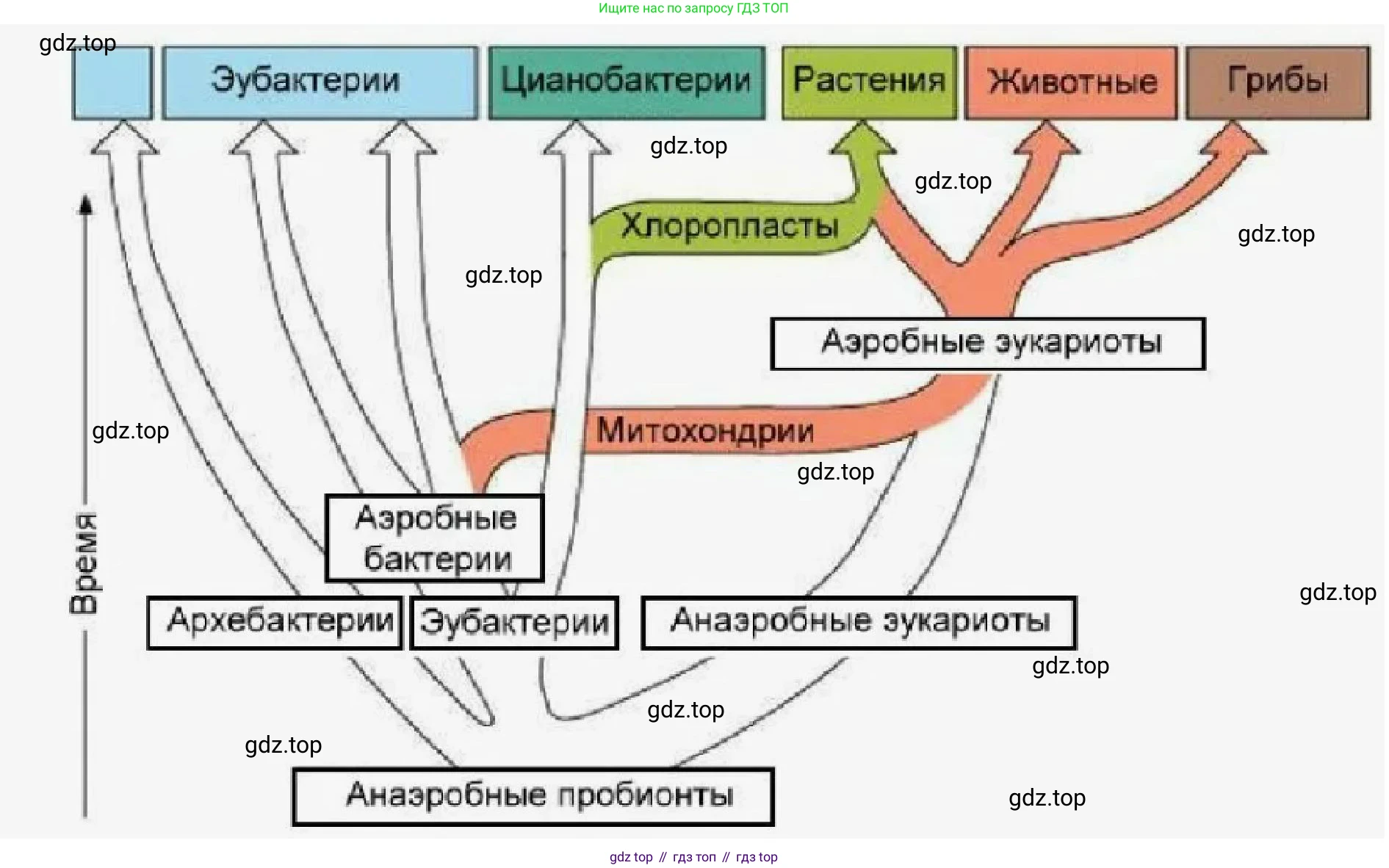 ГДЗ Биология, 7 класс Учебник, авторы: Пономарева Ирма Николаевна, Корнилова Ольга Анатольевна, издательство Просвещение, Москва, 2023, зелёного цвета, страница 149, номер 4, Решение (продолжение 2)