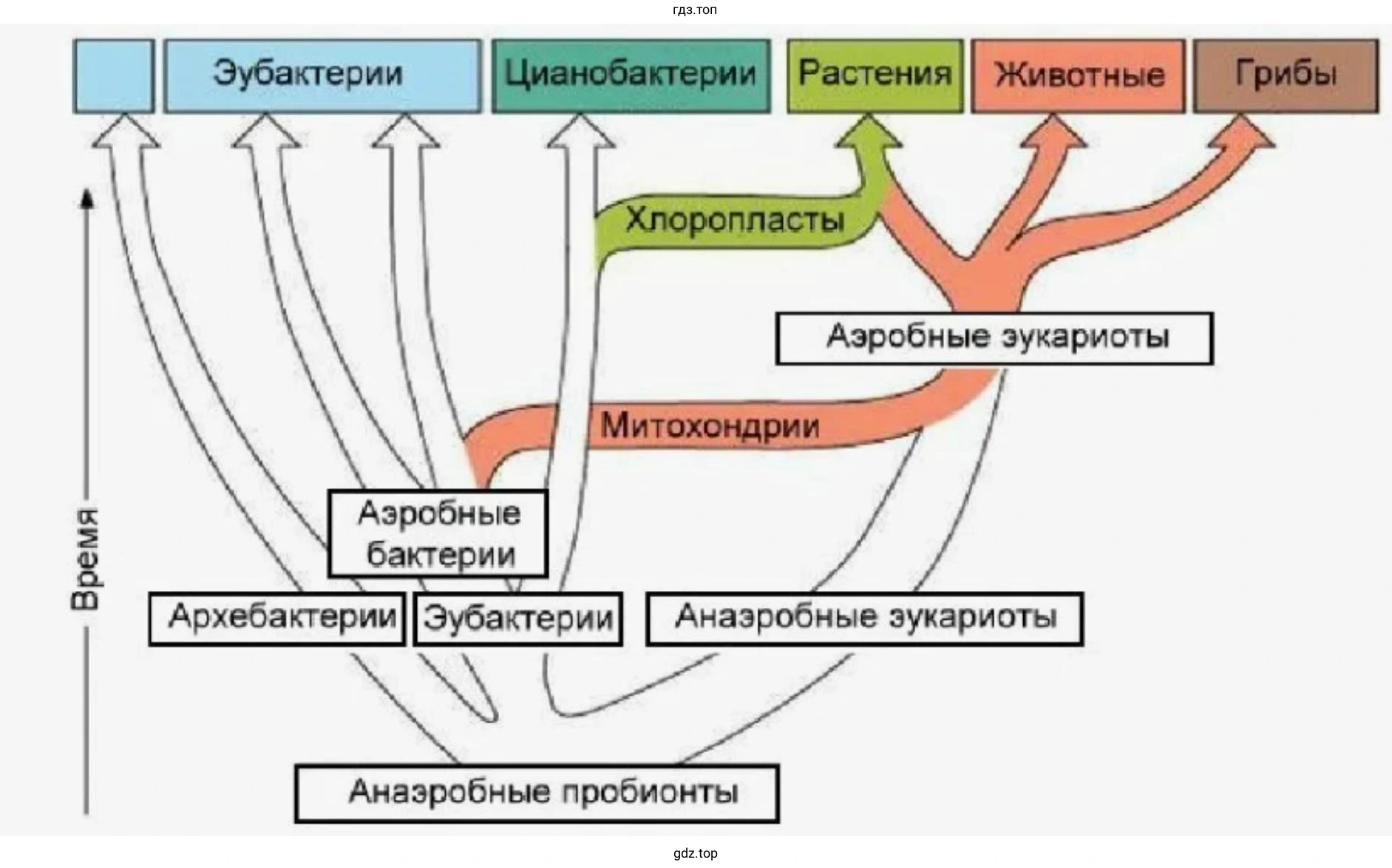 Схема процесса возникновения грибов на Земле