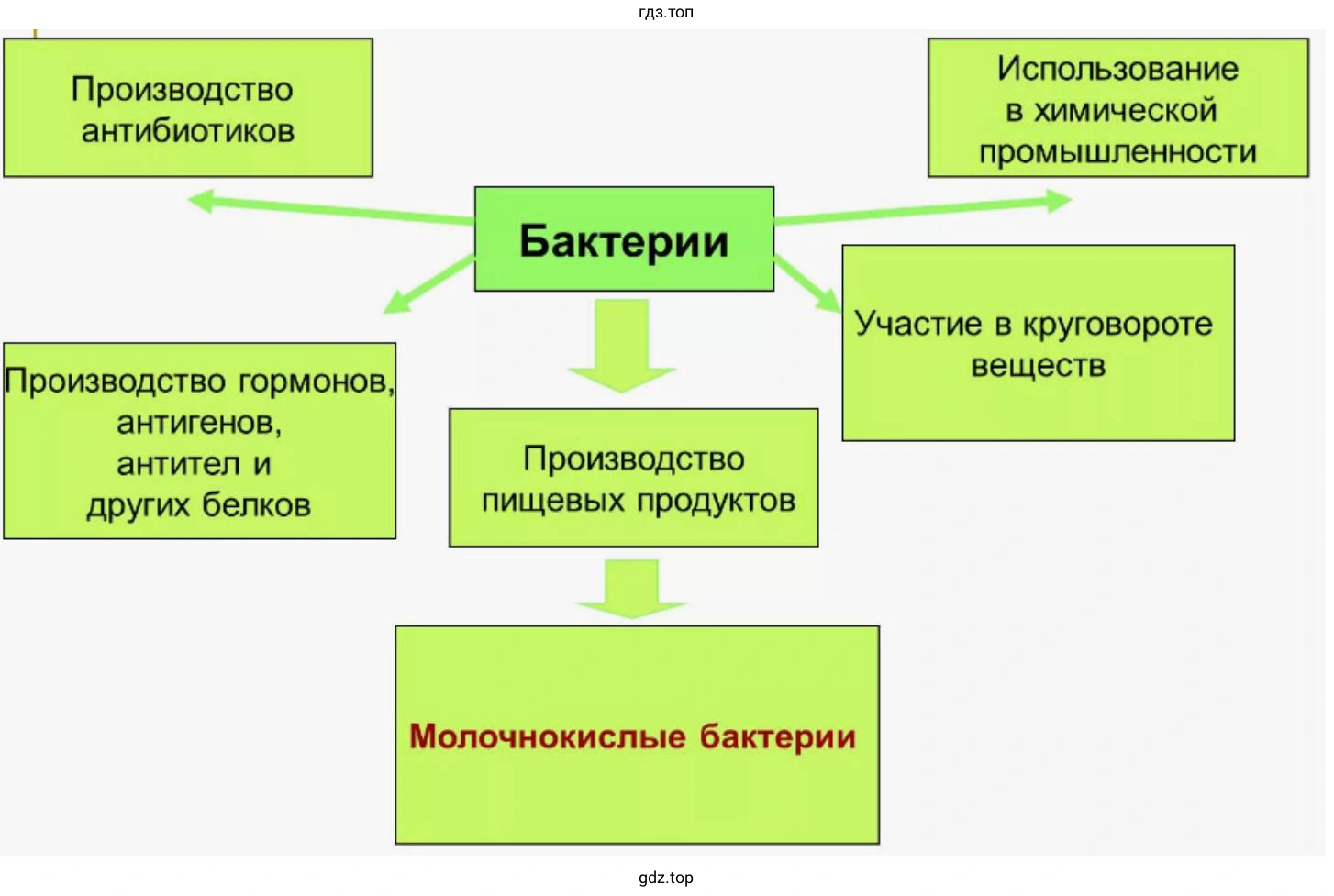 Схема, иллюстрирующая использование бактерий в хозяйственной деятельности человека