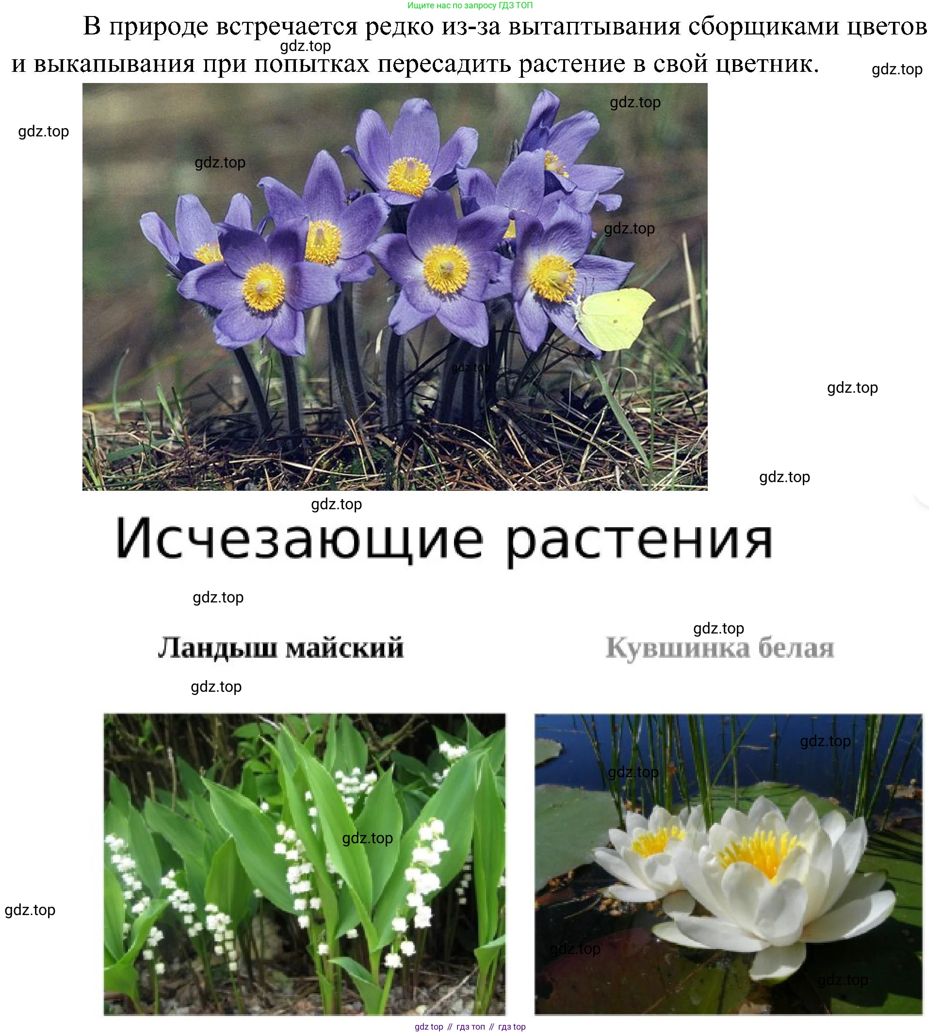 ГДЗ Биология, 7 класс Учебник, авторы: Пономарева Ирма Николаевна, Корнилова Ольга Анатольевна, издательство Просвещение, Москва, 2023, зелёного цвета, страница 99, номер 1, Решение (продолжение 2)