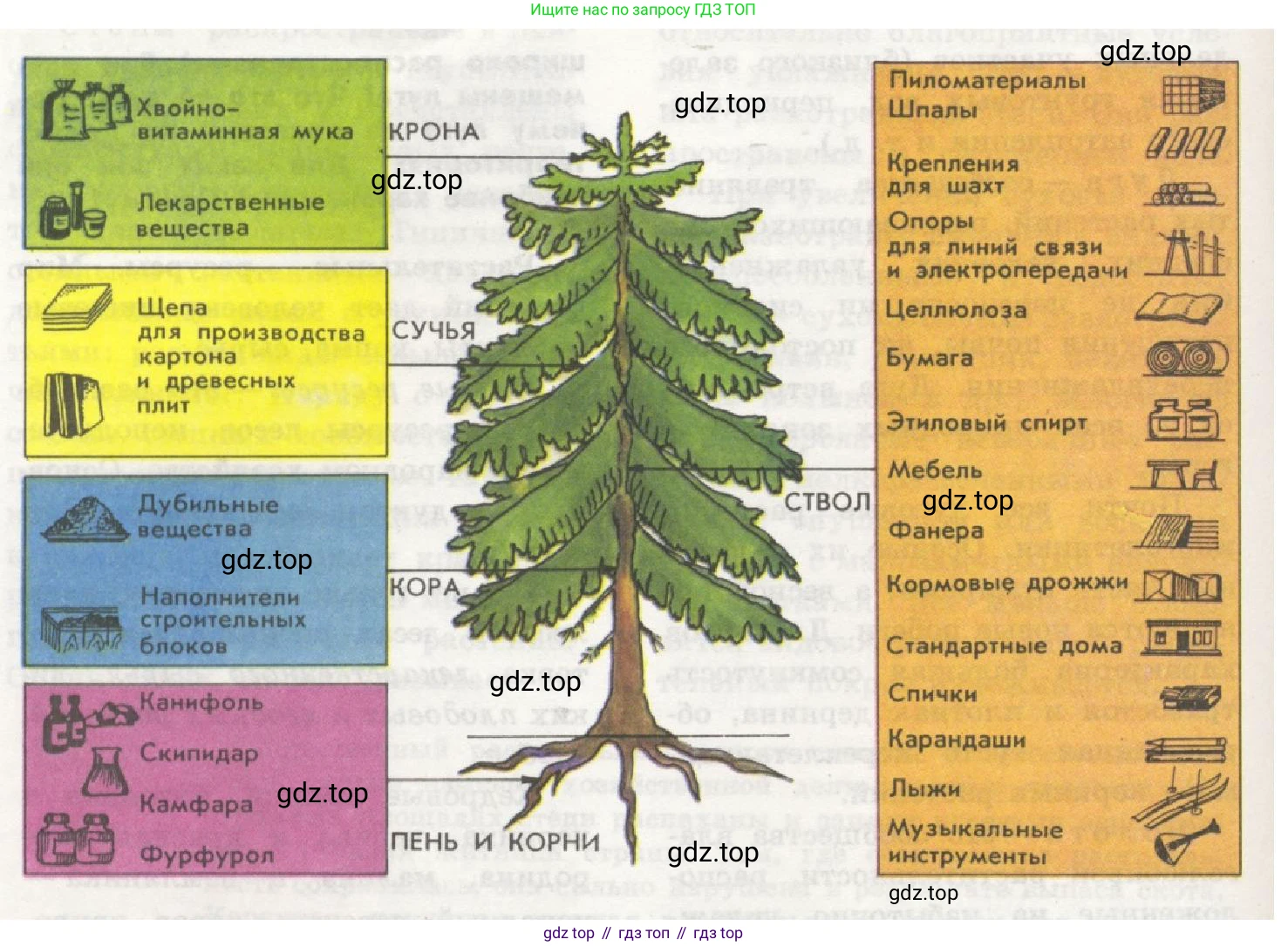 ГДЗ Биология, 7 класс Учебник, авторы: Пономарева Ирма Николаевна, Корнилова Ольга Анатольевна, издательство Просвещение, Москва, 2023, зелёного цвета, страница 99, номер 2, Решение (продолжение 2)