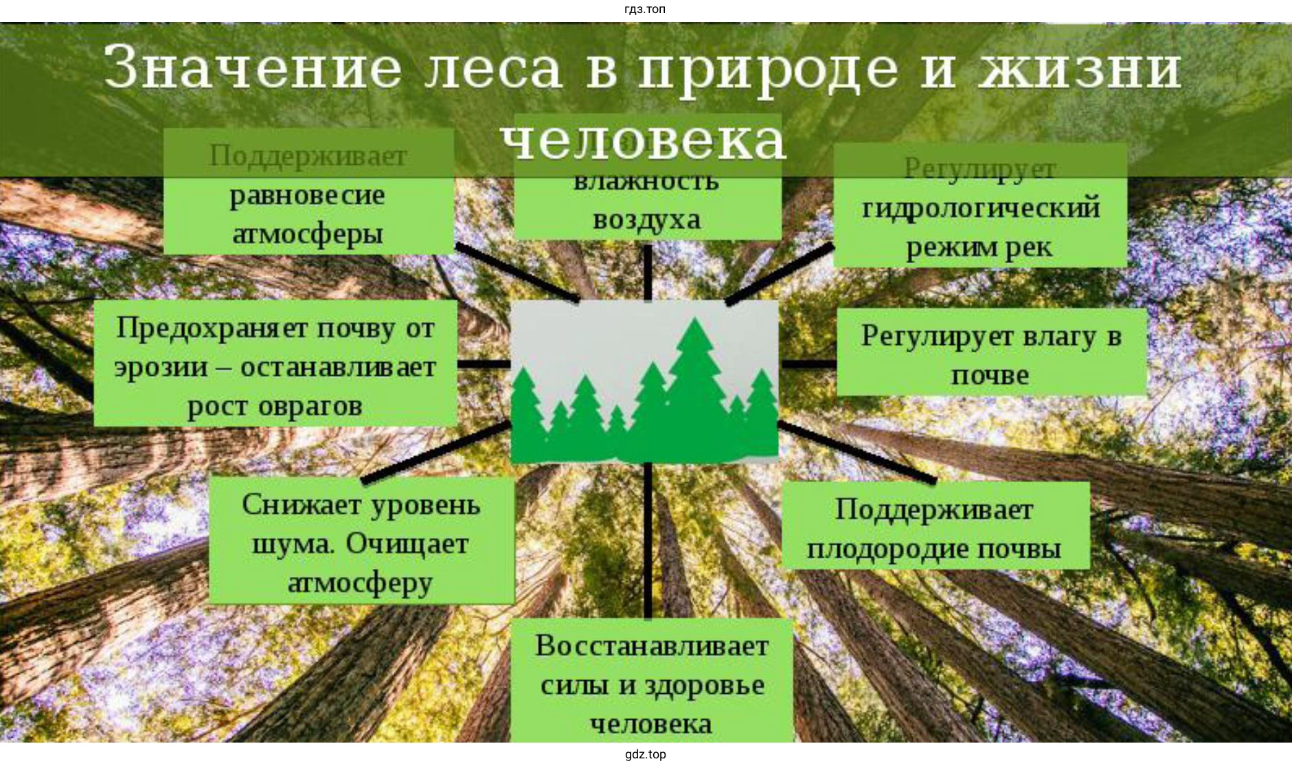 Проект рекламы на тему «Роль леса в нашей жизни»