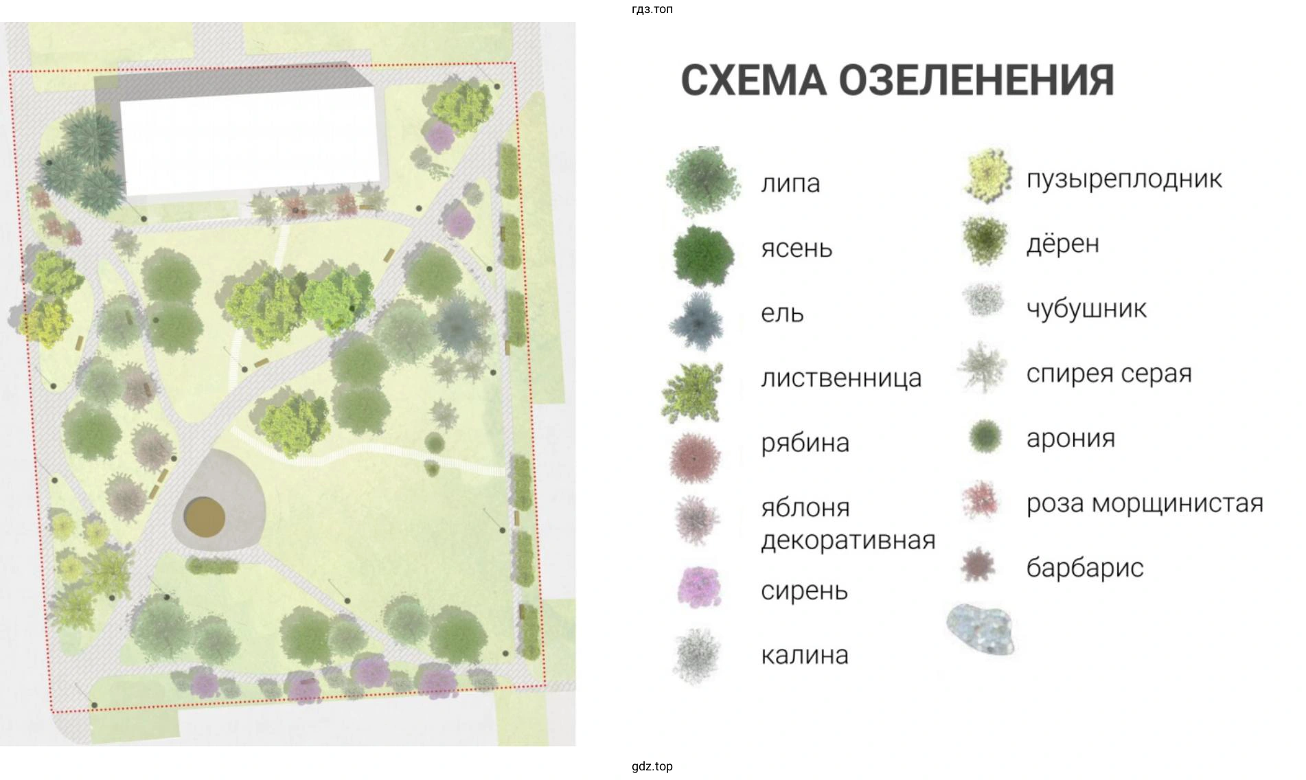 План-схема размещения около вашей школы декоративных растений