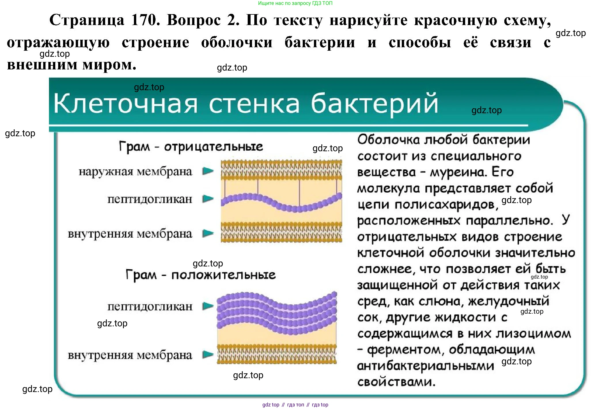 ГДЗ Биология, 7 класс Учебник, авторы: Пономарева Ирма Николаевна, Корнилова Ольга Анатольевна, издательство Просвещение, Москва, 2023, зелёного цвета, страница 170, номер 2, Решение