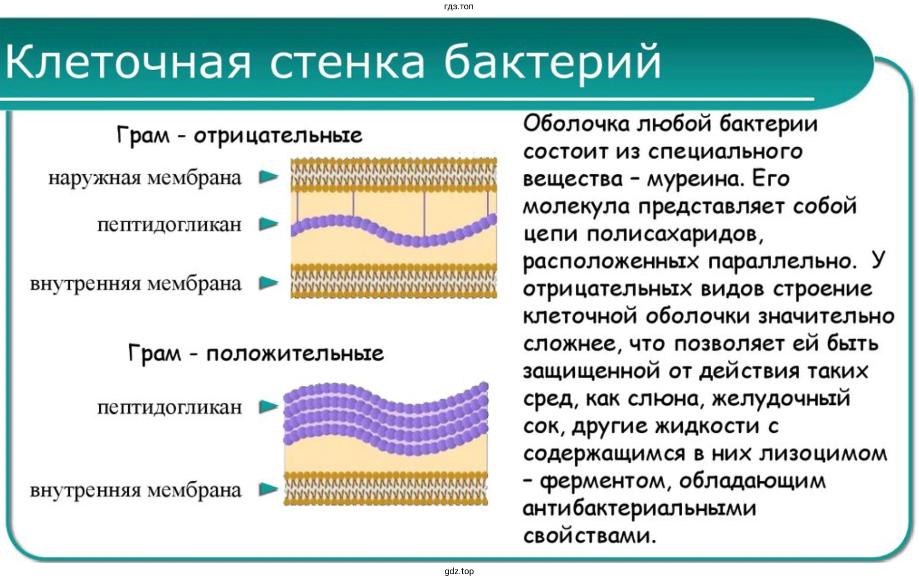 Схема, отражающая строение оболочки бактерии и способы её связи с внешним миром
