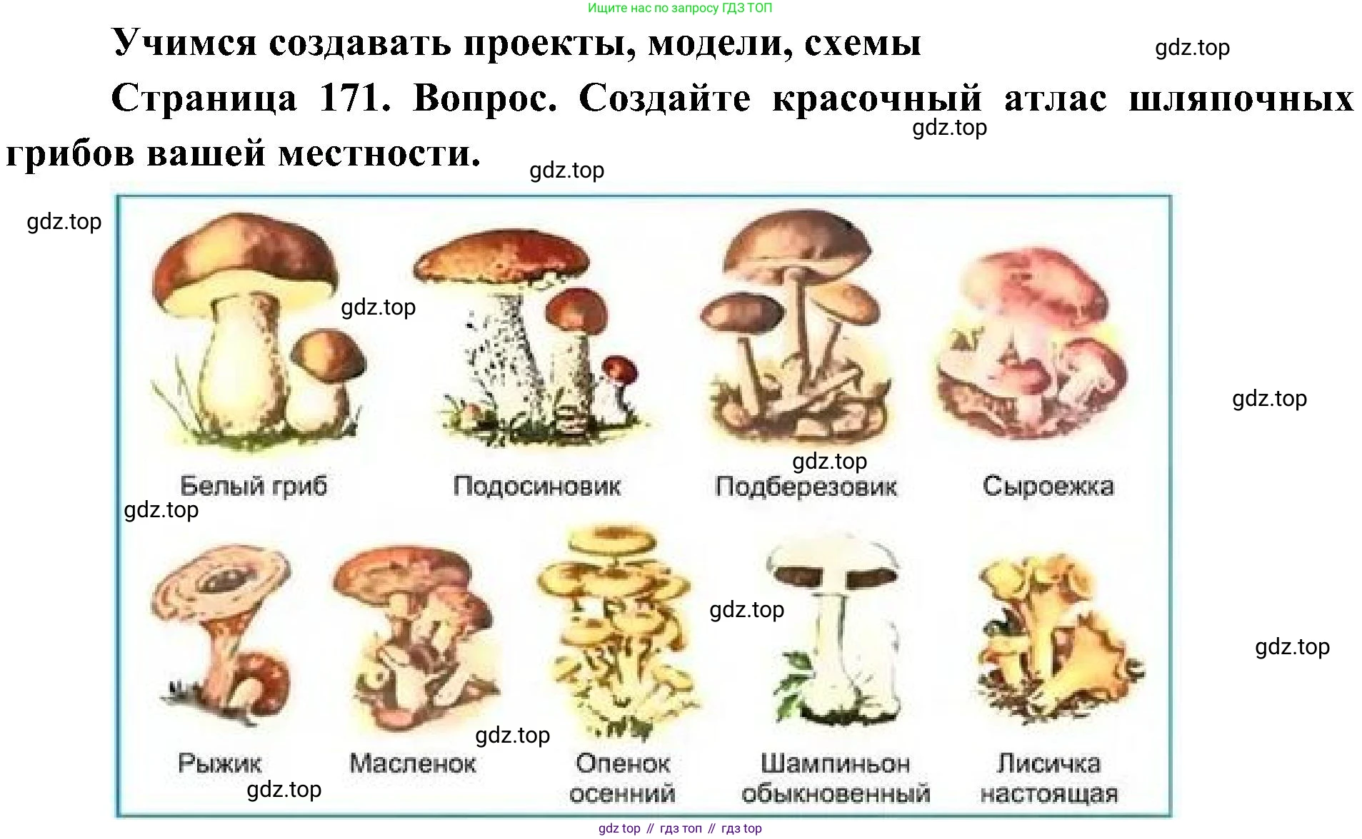 ГДЗ Биология, 7 класс Учебник, авторы: Пономарева Ирма Николаевна, Корнилова Ольга Анатольевна, издательство Просвещение, Москва, 2023, зелёного цвета, страница 171, Решение
