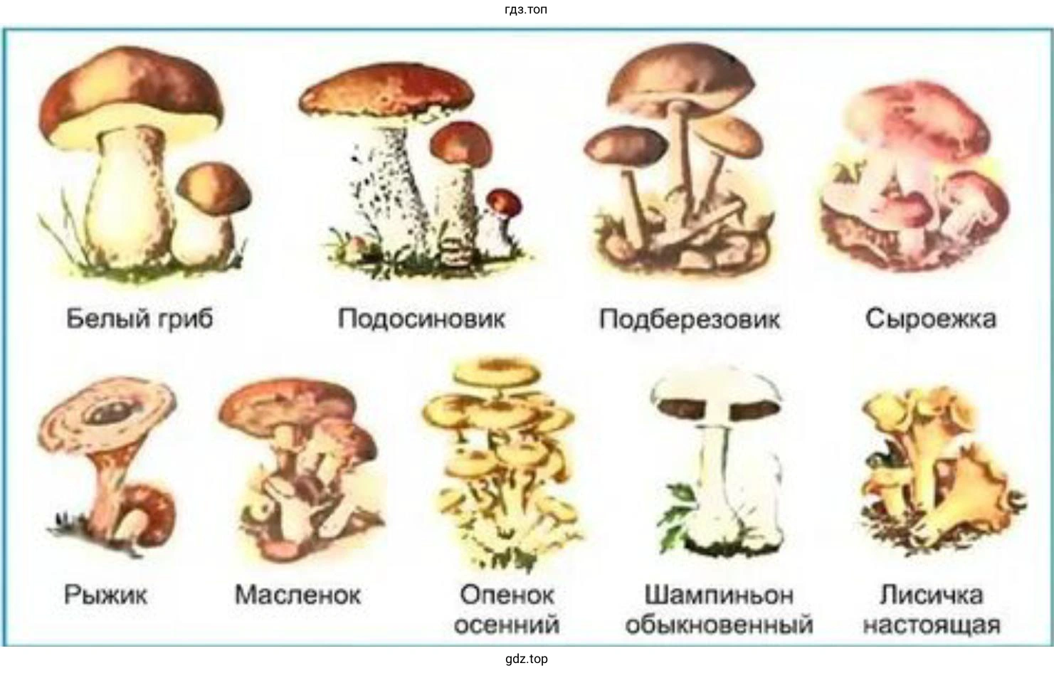 Атлас шляпочных грибов вашей местности