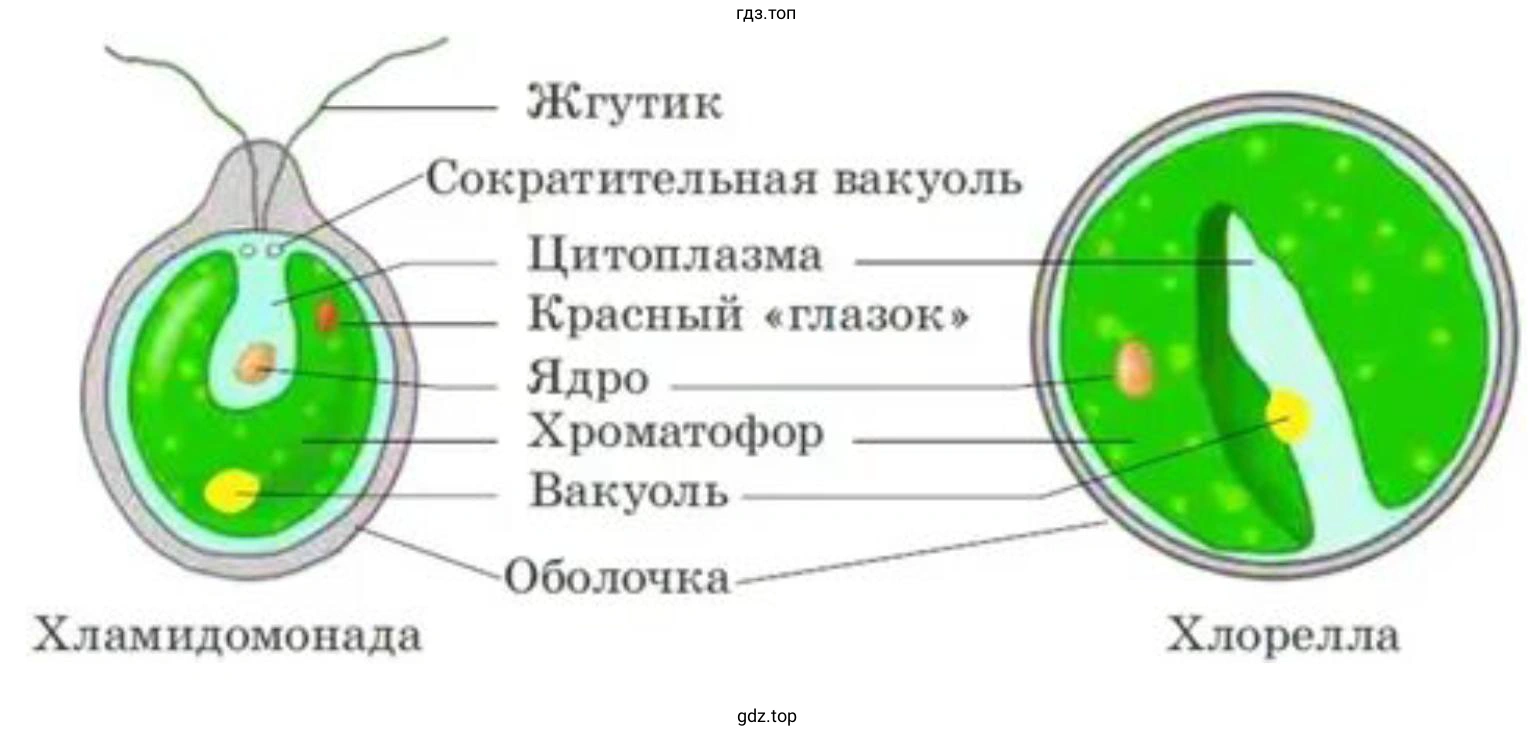 Зарисовать водоросль и надписать её части