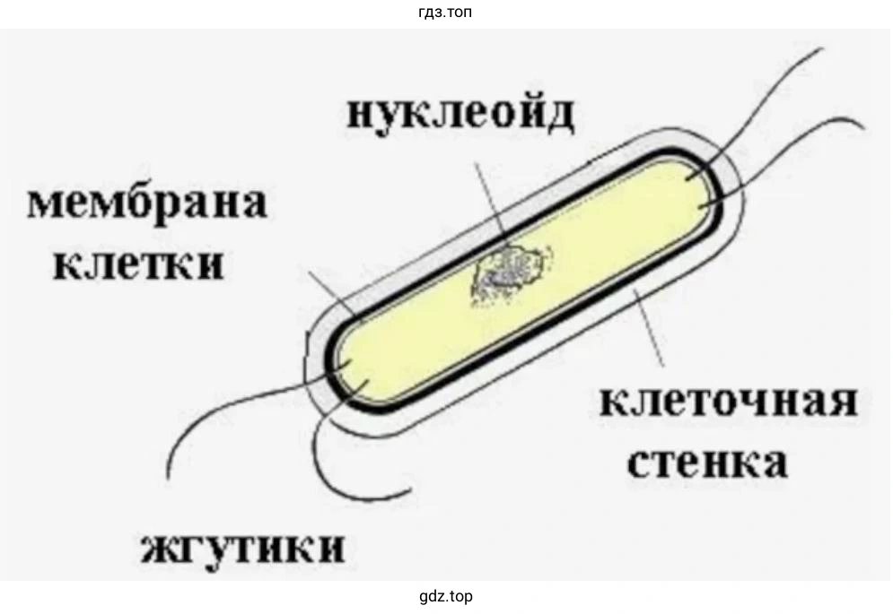 Сравнить внешний вид сенной палочки с бактериями