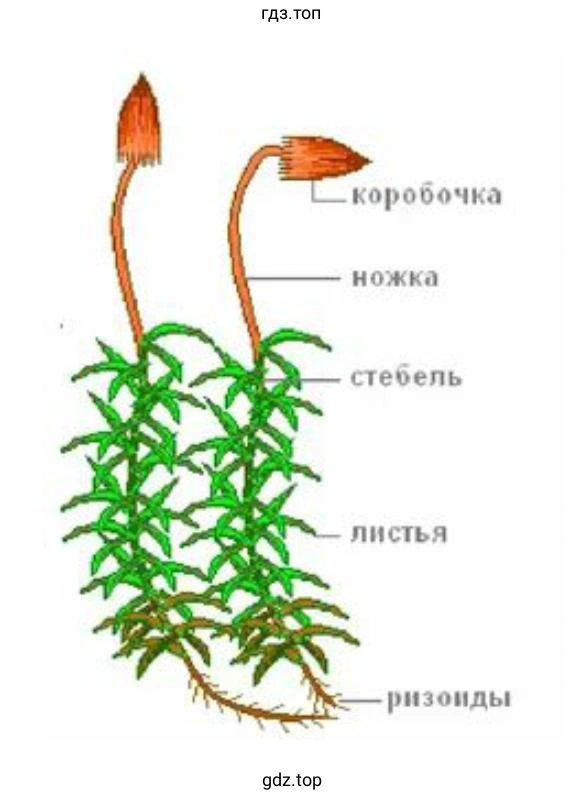 Особенности строения кукушкина льна