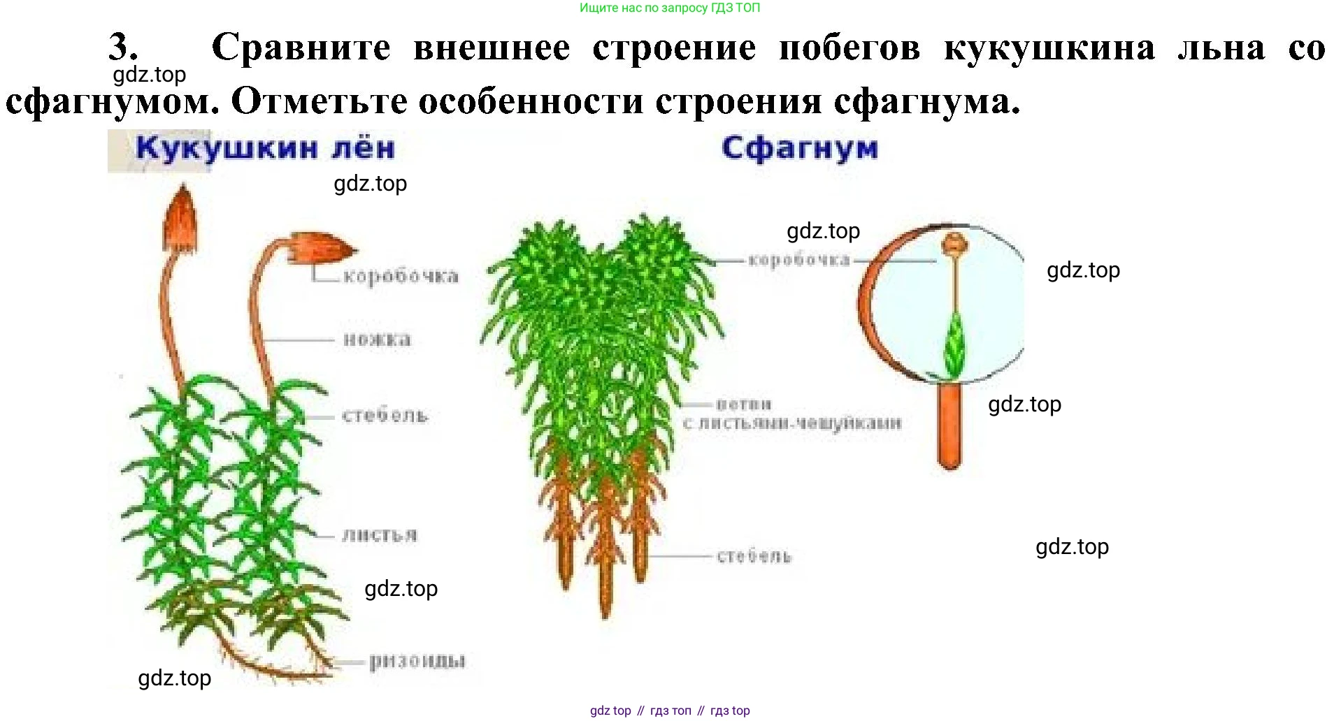 ГДЗ Биология, 7 класс Учебник, авторы: Пономарева Ирма Николаевна, Корнилова Ольга Анатольевна, издательство Просвещение, Москва, 2023, зелёного цвета, страница 27, номер 3, Решение