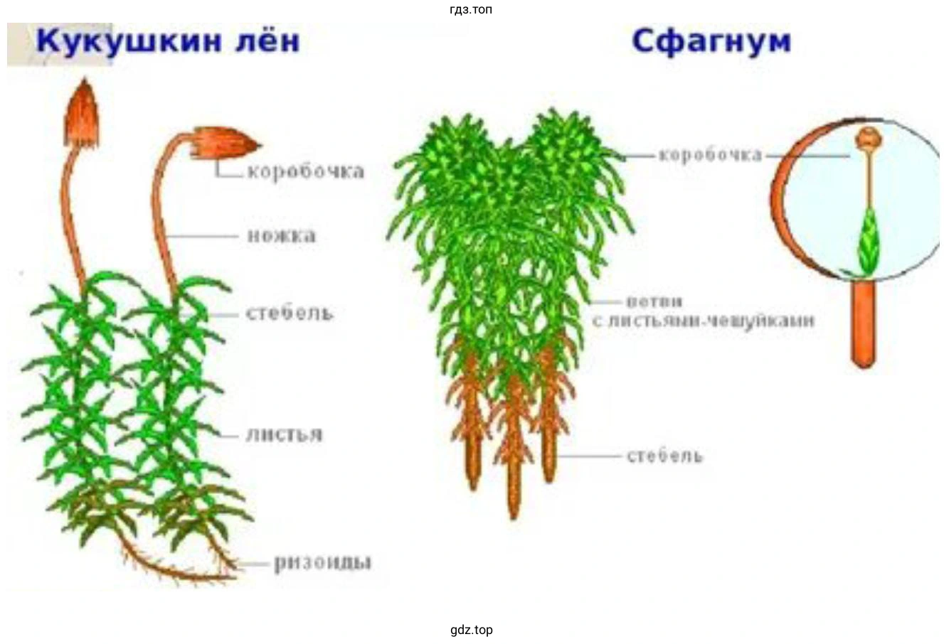 Особенности строения сфагнума
