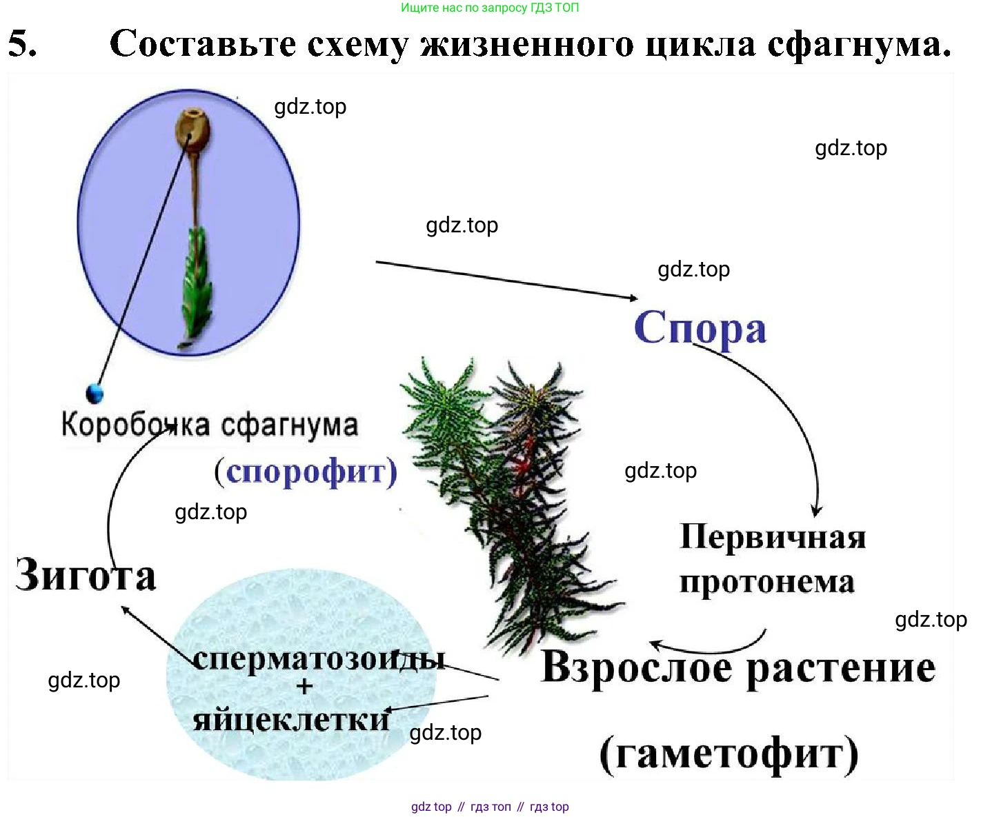 ГДЗ Биология, 7 класс Учебник, авторы: Пономарева Ирма Николаевна, Корнилова Ольга Анатольевна, издательство Просвещение, Москва, 2023, зелёного цвета, страница 27, номер 5, Решение