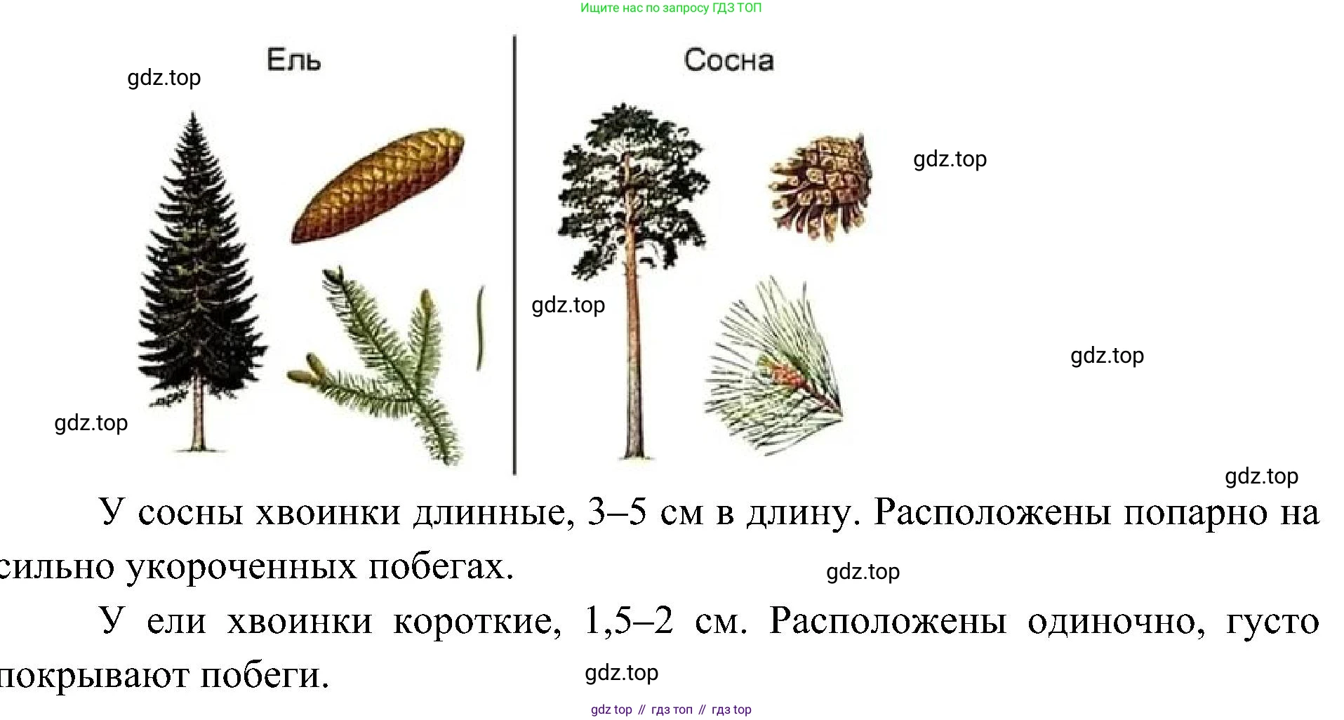 ГДЗ Биология, 7 класс Учебник, авторы: Пономарева Ирма Николаевна, Корнилова Ольга Анатольевна, издательство Просвещение, Москва, 2023, зелёного цвета, страница 51, Решение (продолжение 2)