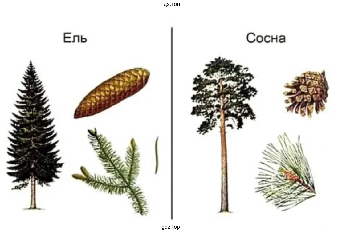 Сравнить хвоинки сосны и ели, их форму, окраску, указать их размер