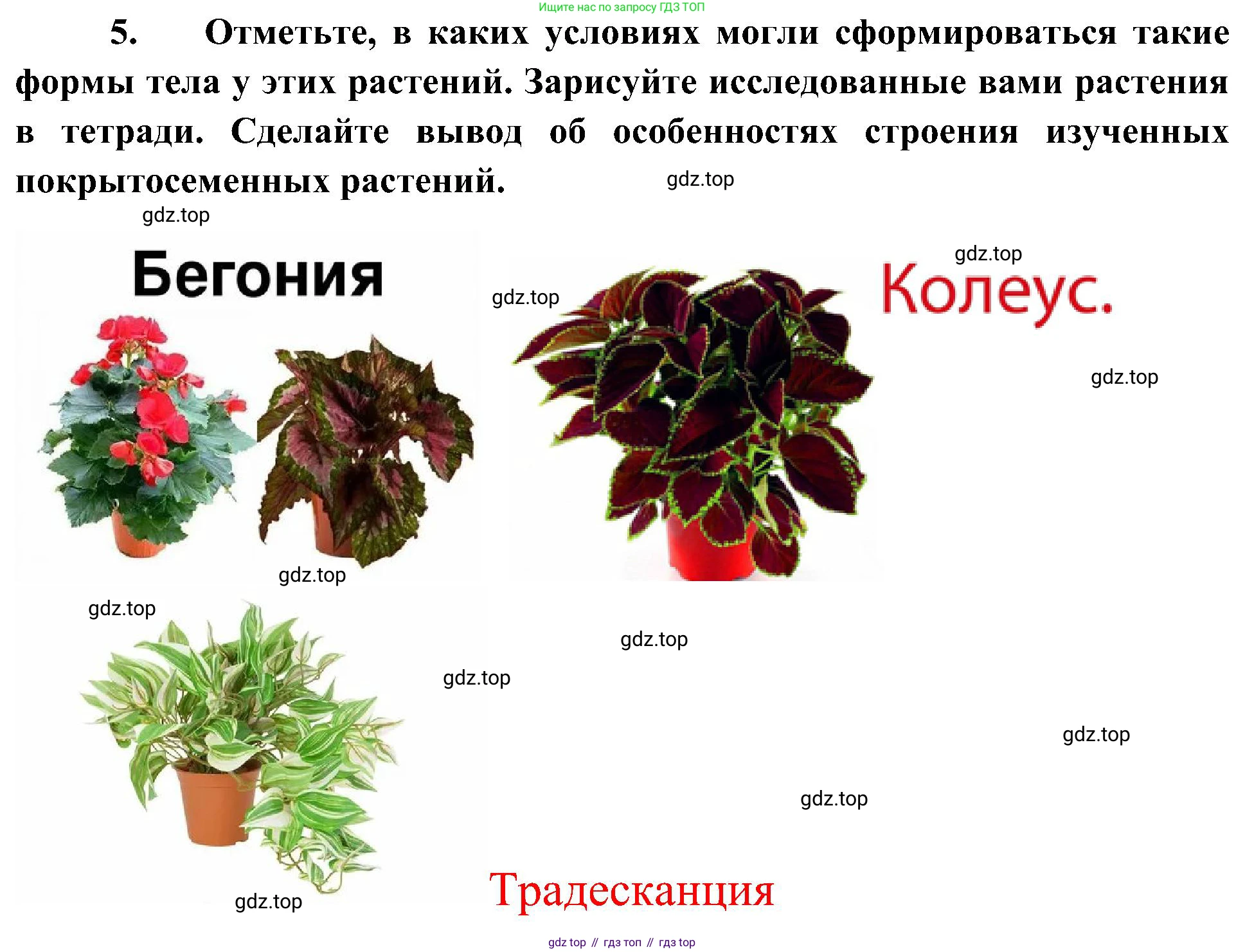 ГДЗ Биология, 7 класс Учебник, авторы: Пономарева Ирма Николаевна, Корнилова Ольга Анатольевна, издательство Просвещение, Москва, 2023, зелёного цвета, страница 60, номер 5, Решение