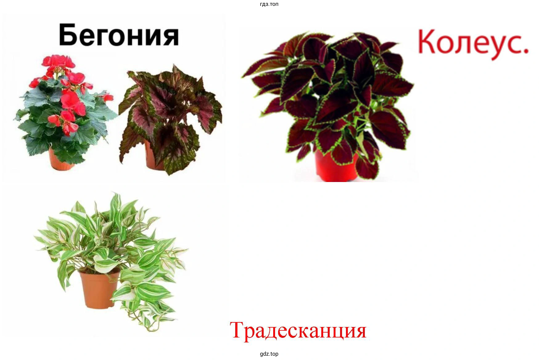 Вывод об особенностях строения изученных покрытосеменных растений