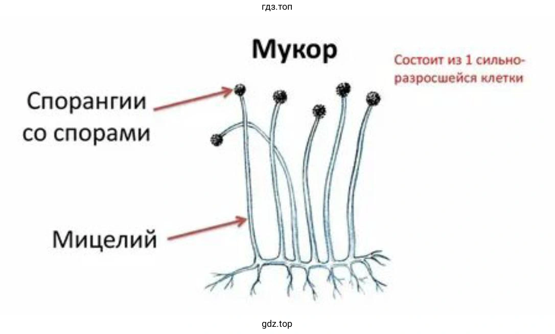 Сравнить с рисунком и описанием в учебнике (рис. 60, А)