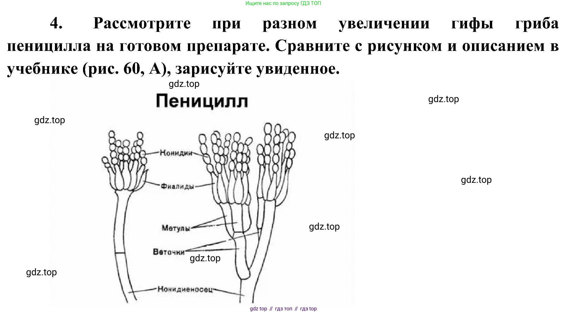 ГДЗ Биология, 7 класс Учебник, авторы: Пономарева Ирма Николаевна, Корнилова Ольга Анатольевна, издательство Просвещение, Москва, 2023, зелёного цвета, страница 148, номер 4, Решение