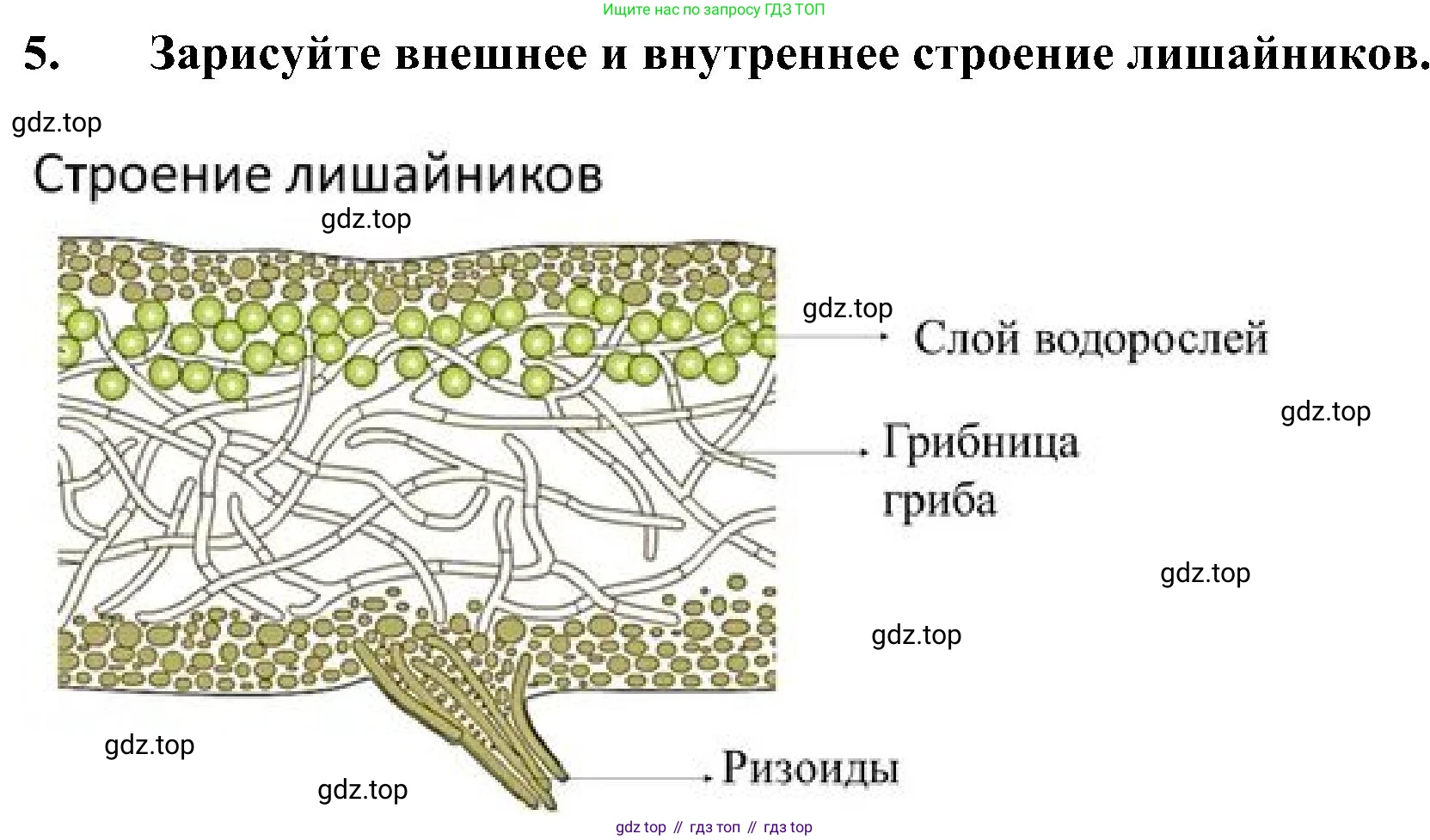 ГДЗ Биология, 7 класс Учебник, авторы: Пономарева Ирма Николаевна, Корнилова Ольга Анатольевна, издательство Просвещение, Москва, 2023, зелёного цвета, страница 158, номер 5, Решение