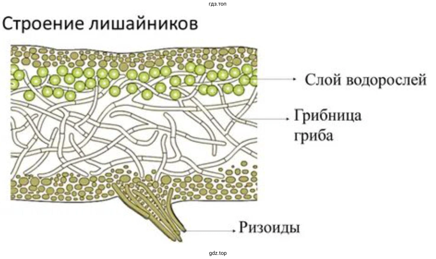 Внешнее и внутреннее строение лишайников