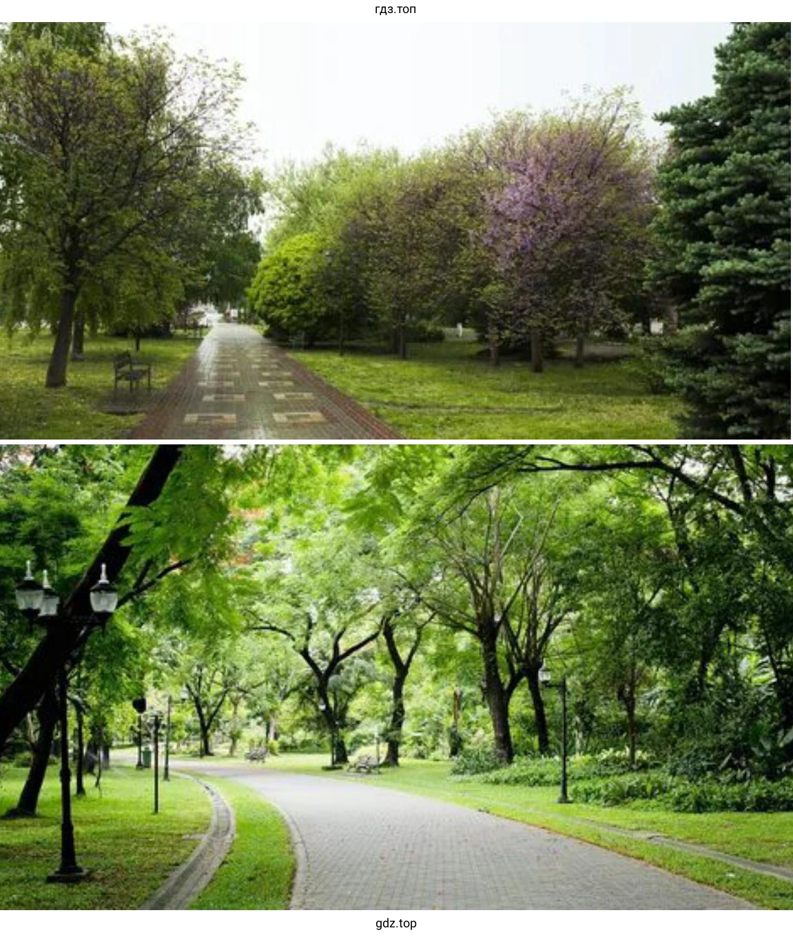 Деревья и кустарники моего города