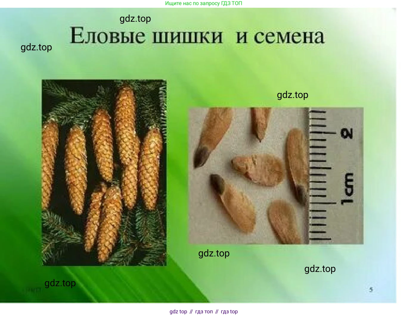 ГДЗ Биология, 7 класс Учебник, авторы: Пономарева Ирма Николаевна, Корнилова Ольга Анатольевна, издательство Просвещение, Москва, 2023, зелёного цвета, страница 173, номер 4, Решение (продолжение 3)