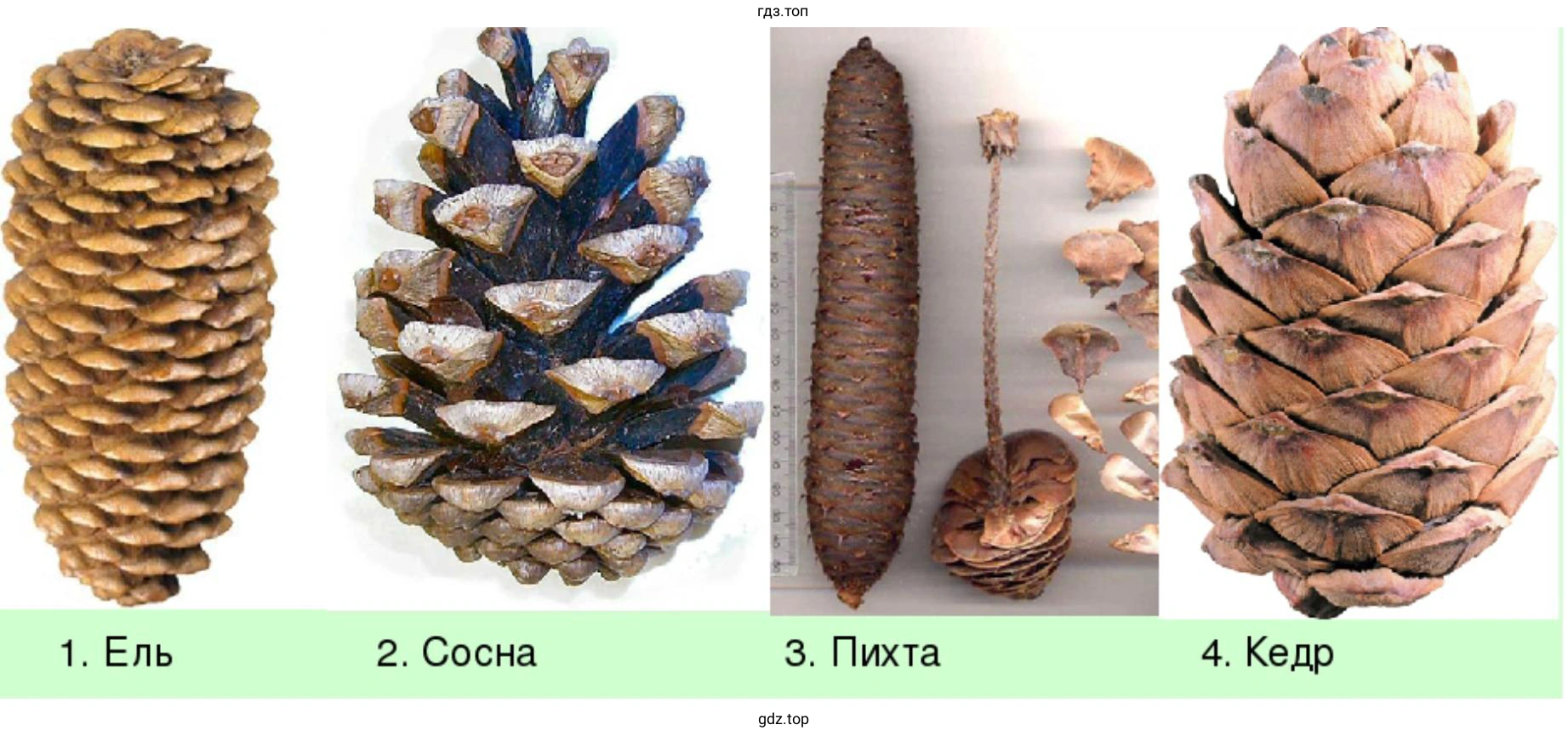 Собрать коллекцию шишек сосны, ели, лиственницы и можжевельника